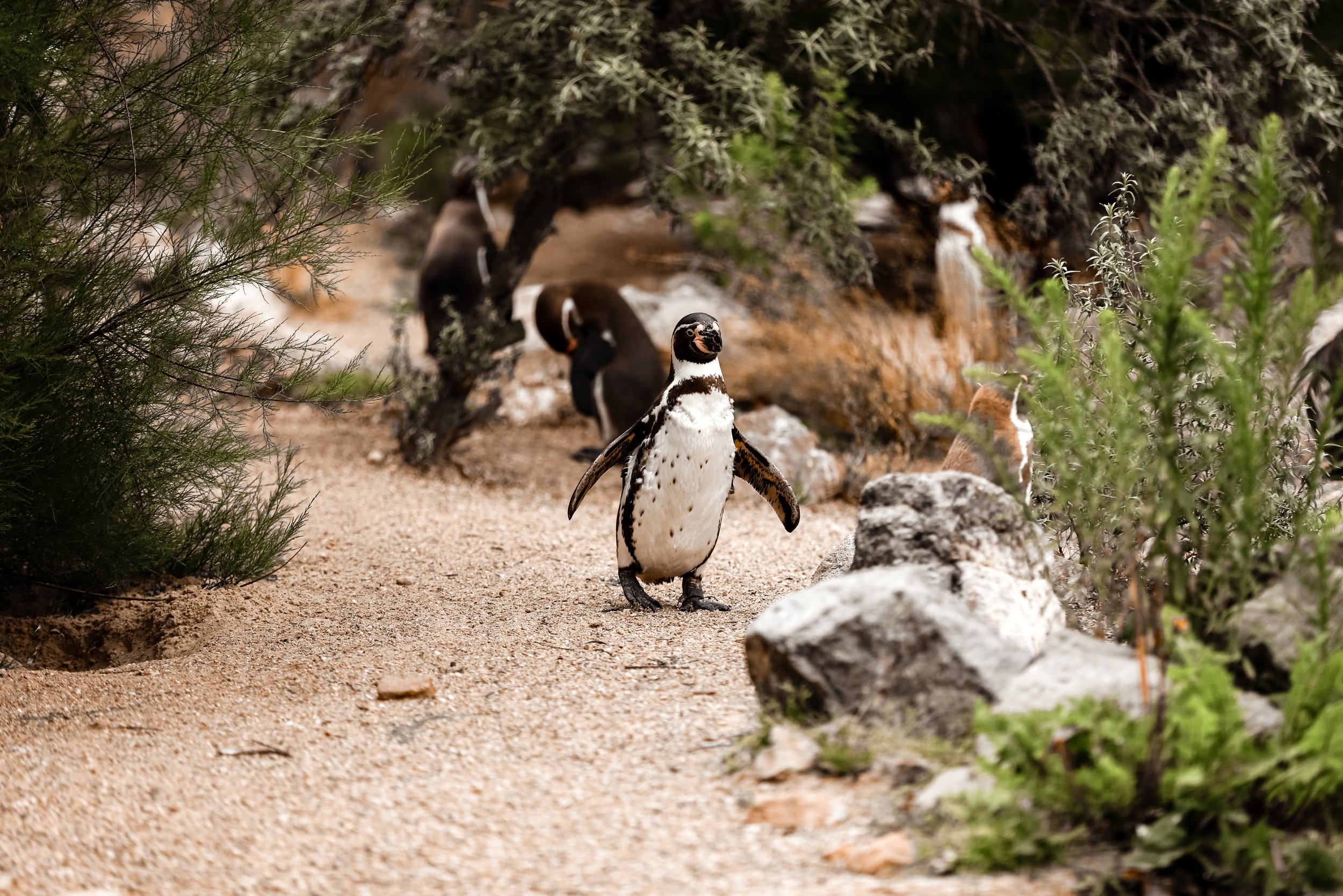 cute-brown-penguins-walking-in-a-natural-park-sel-2024-10-18-09-57-59-utc.jpg