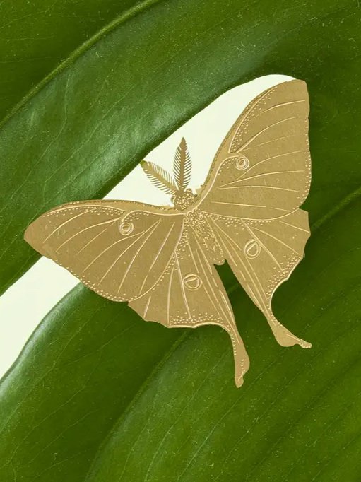 bijou-de-plante-papillon-3.jpg