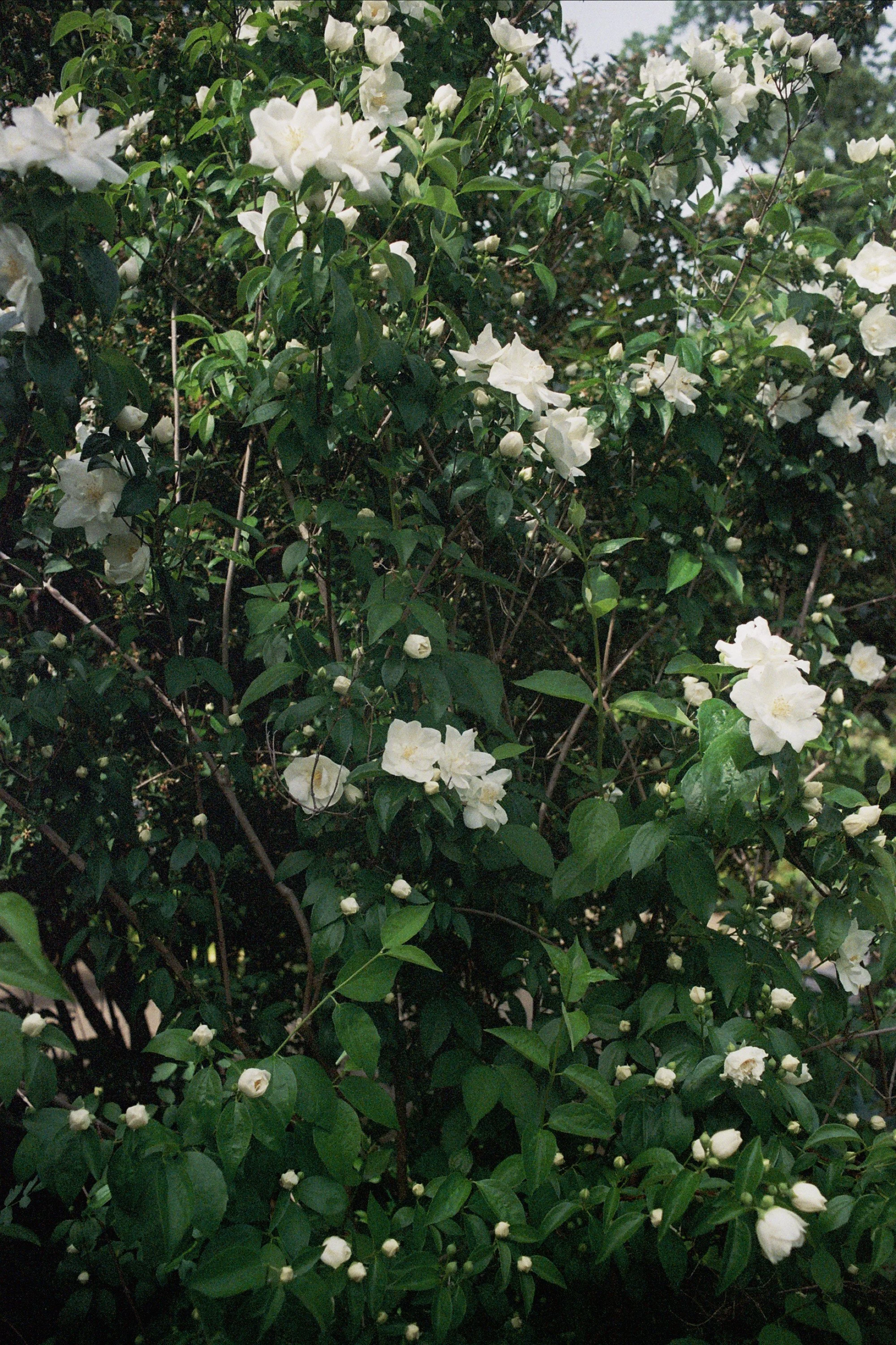 Fujifilm Zoom Date 125 / 2023