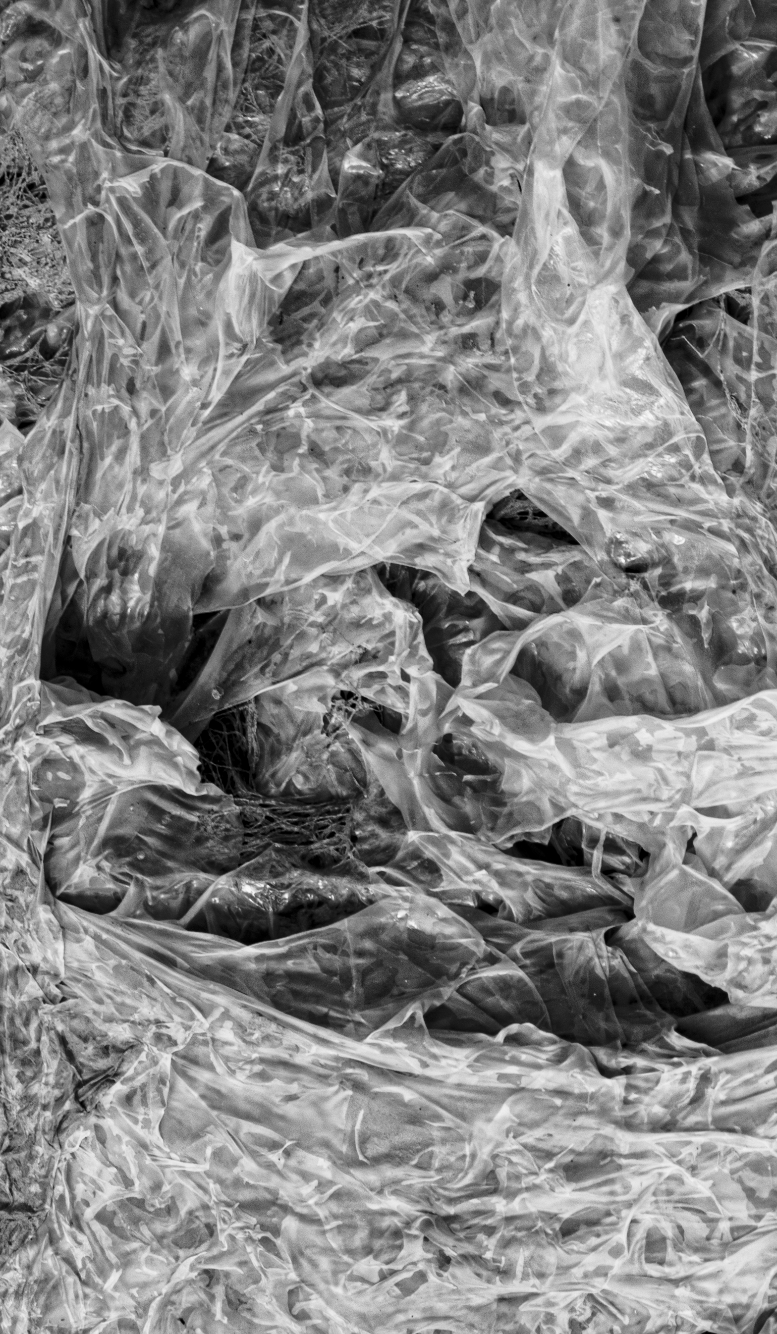 black and white image of seaweed