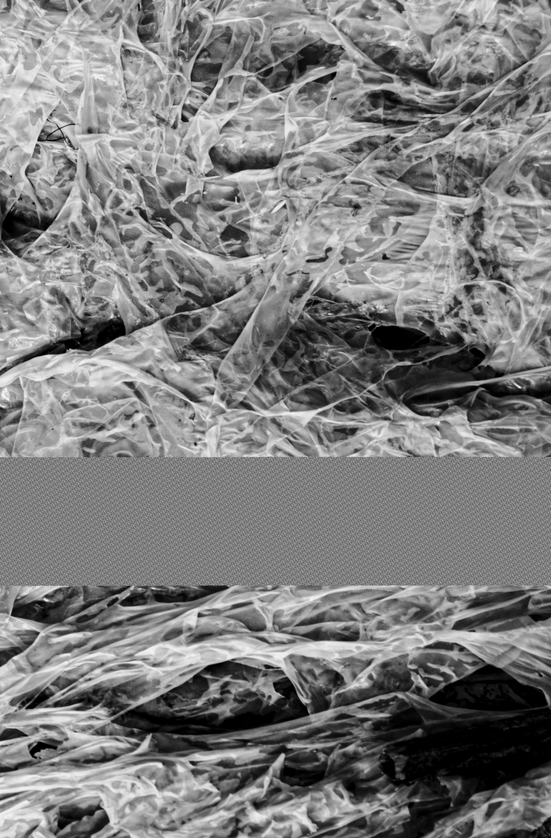 Seaweed texture 1 copy.png