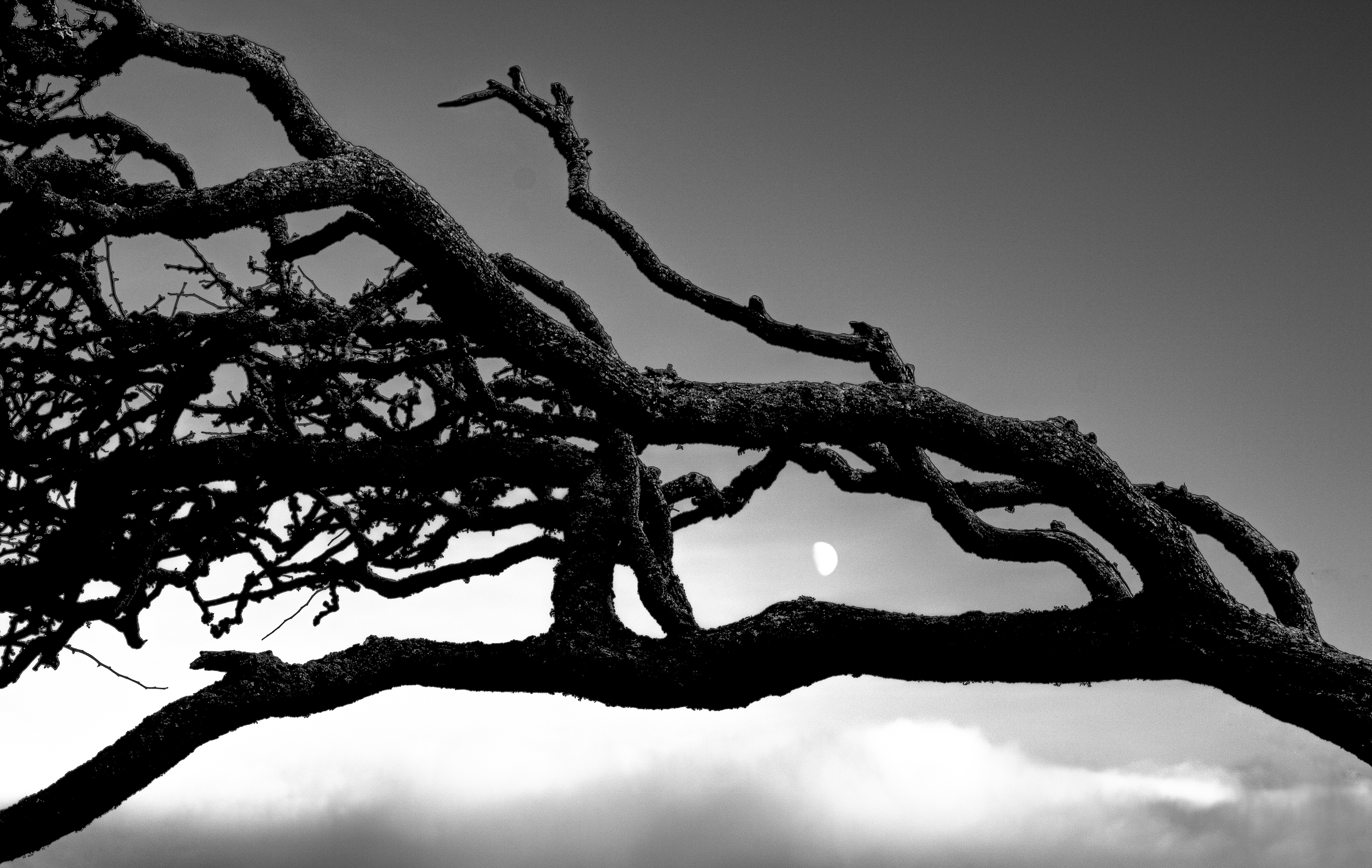 Ythan Tree 1.png