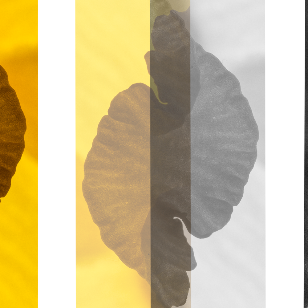 daffodil+colour.png