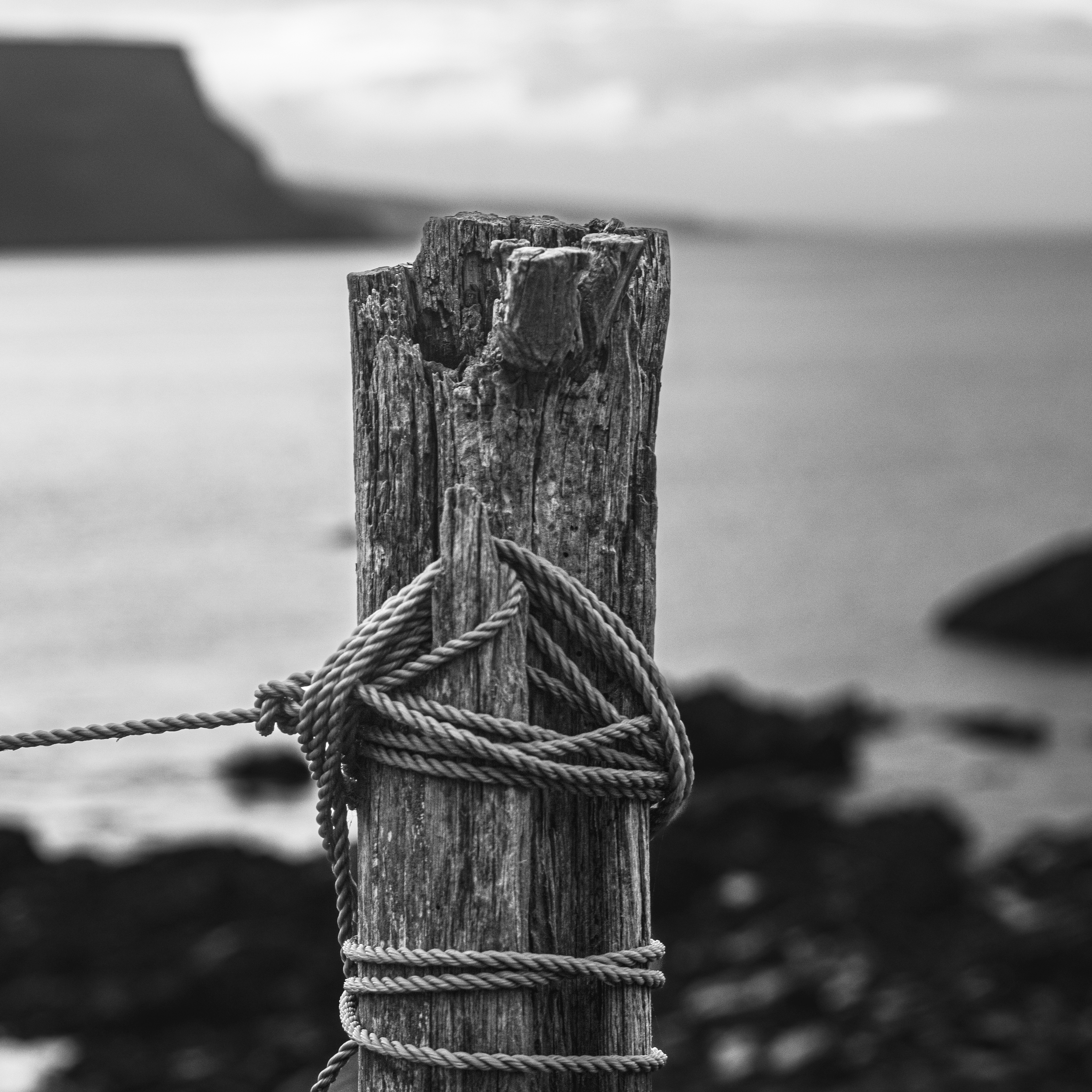Crovie new copy 2.png