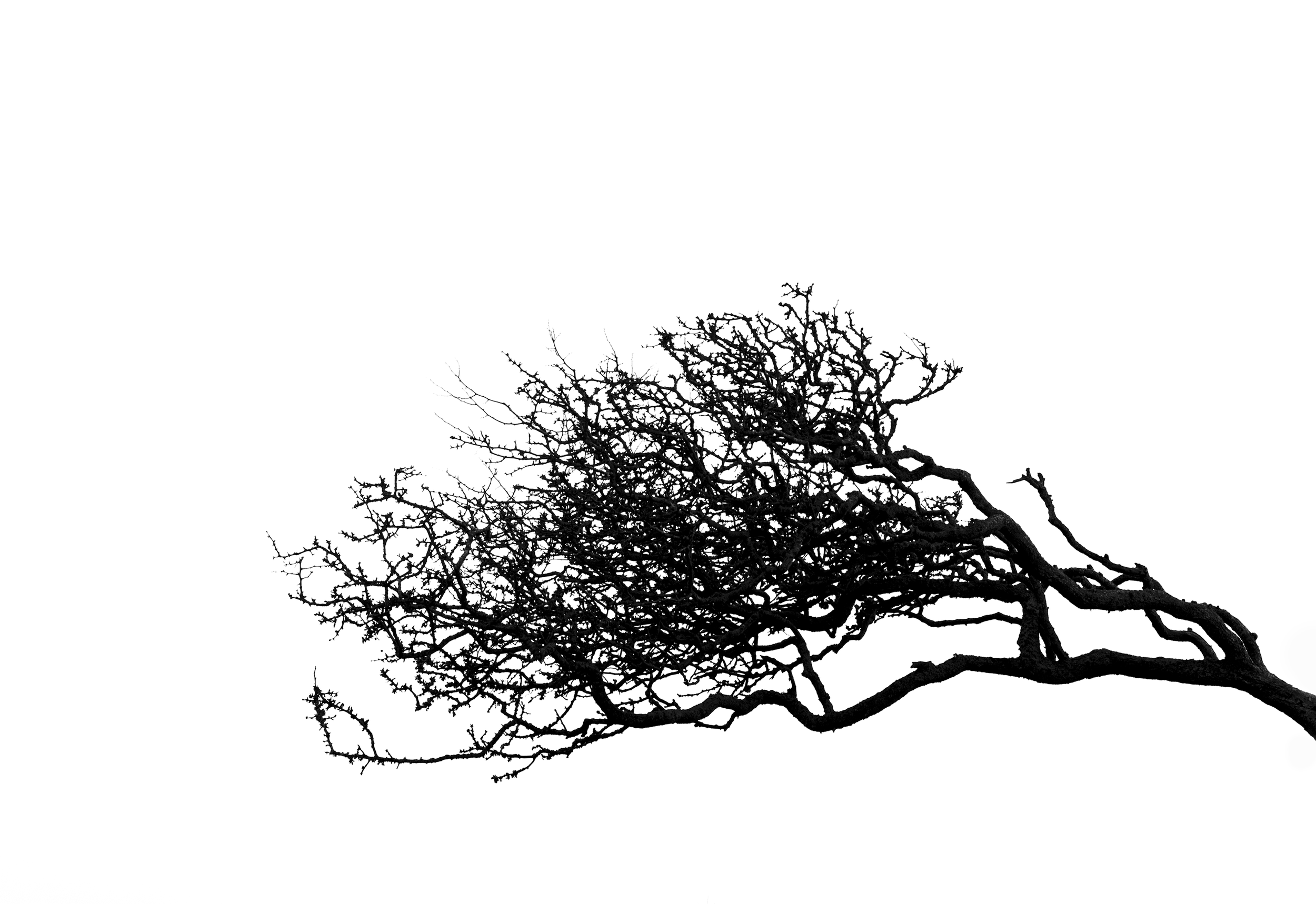 Ythan Tree 3.png