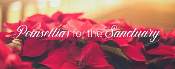 Poinsettia Sale