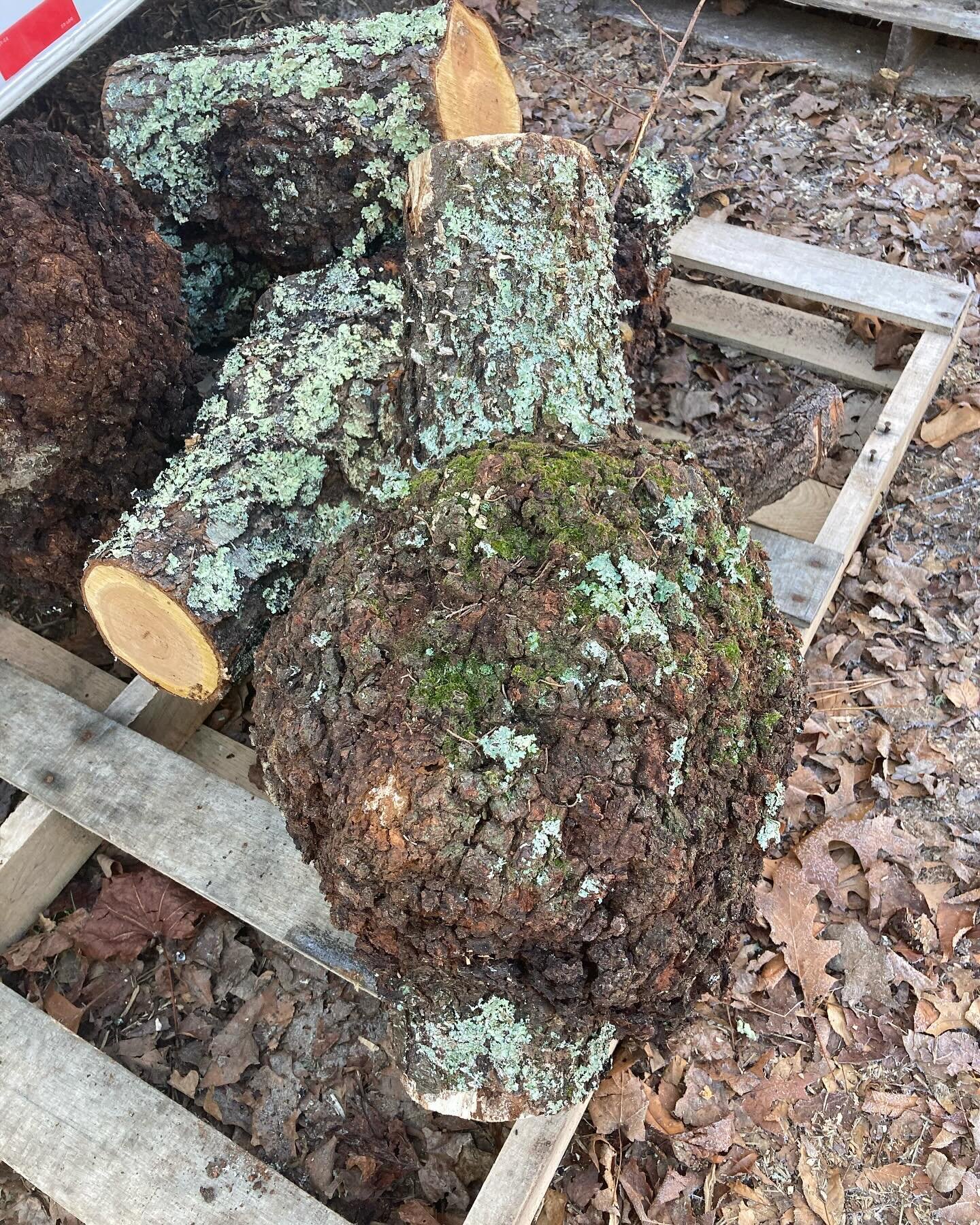 Native cherry burls: Two large. Several  small. DM me if you would like one (or multiple). Asking price is any reasonable donation to the farm. Would like to see them go to good use.