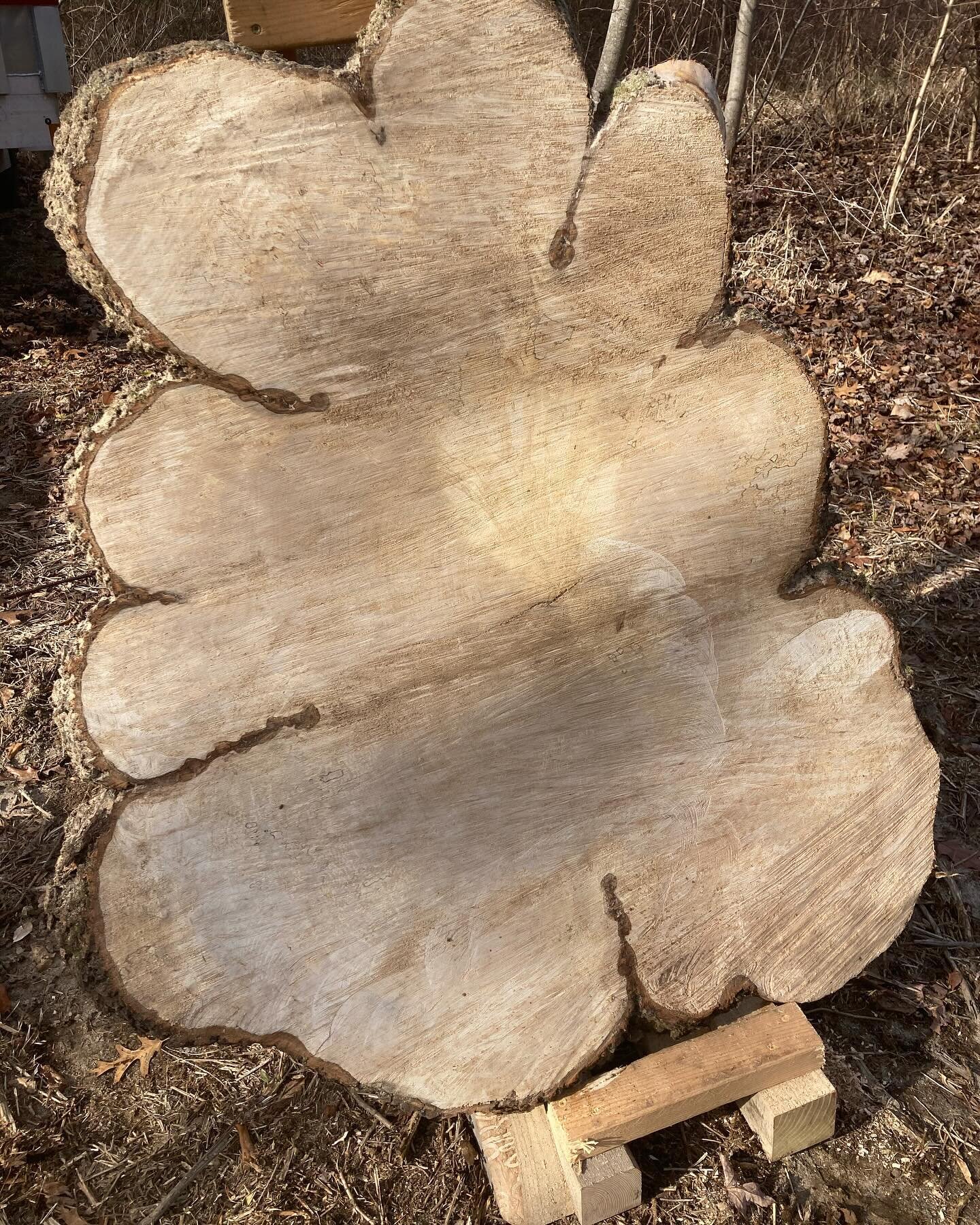 Many challenge points and delays, but finally got this 3.5-foot-tall round (and a few others) cut for a customer. These are from a giant but failing yard maple that he loved but had to take down. Beautiful tribute.