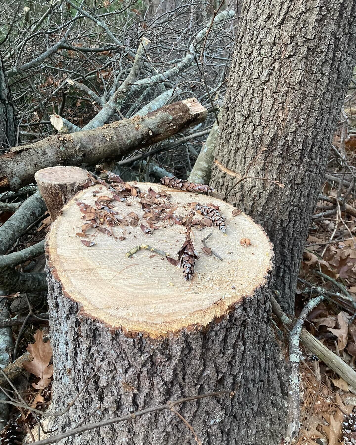 Making lunch spots for red squirrels :) On a hazard tree job we dropped the larger trunk of a co-dominant (two-trunk) oak. The smaller trunk didn&rsquo;t threaten the house. And oaks are scarce on the property. And who doesn&rsquo;t love a new lunch 
