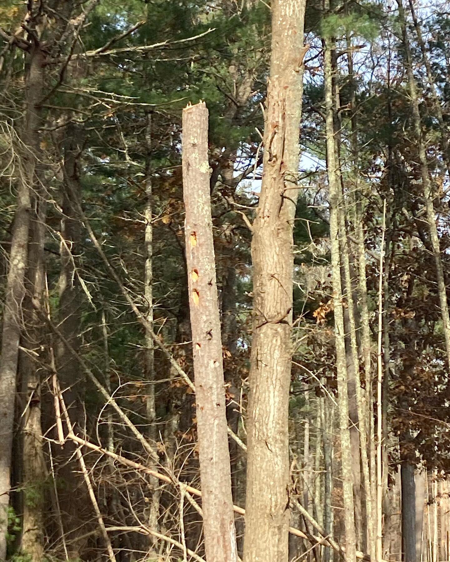 Sharing outside spaces: I&rsquo;ve been taking down hazard trees threatening a family&rsquo;s house. One was a white pine (left) whose trunk was quite compromised, but obviously loved by local pileated woodpeckers. The solution- in consultation with 