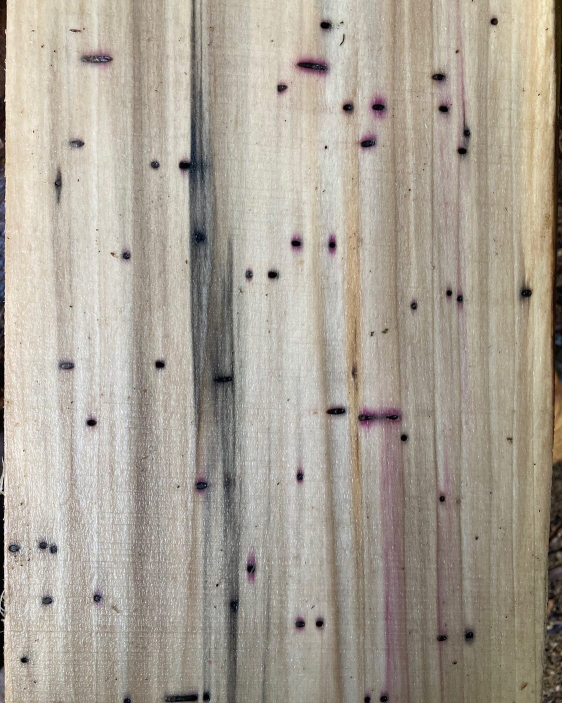 Sometimes nature is exquisite. This is spalted Tulip Poplar with purple bore holes. I should ID the pointillist critter that did this art to share credit! But they are part of the biosphere we nurture on our plot. Letting the log sit was a gamble, bu