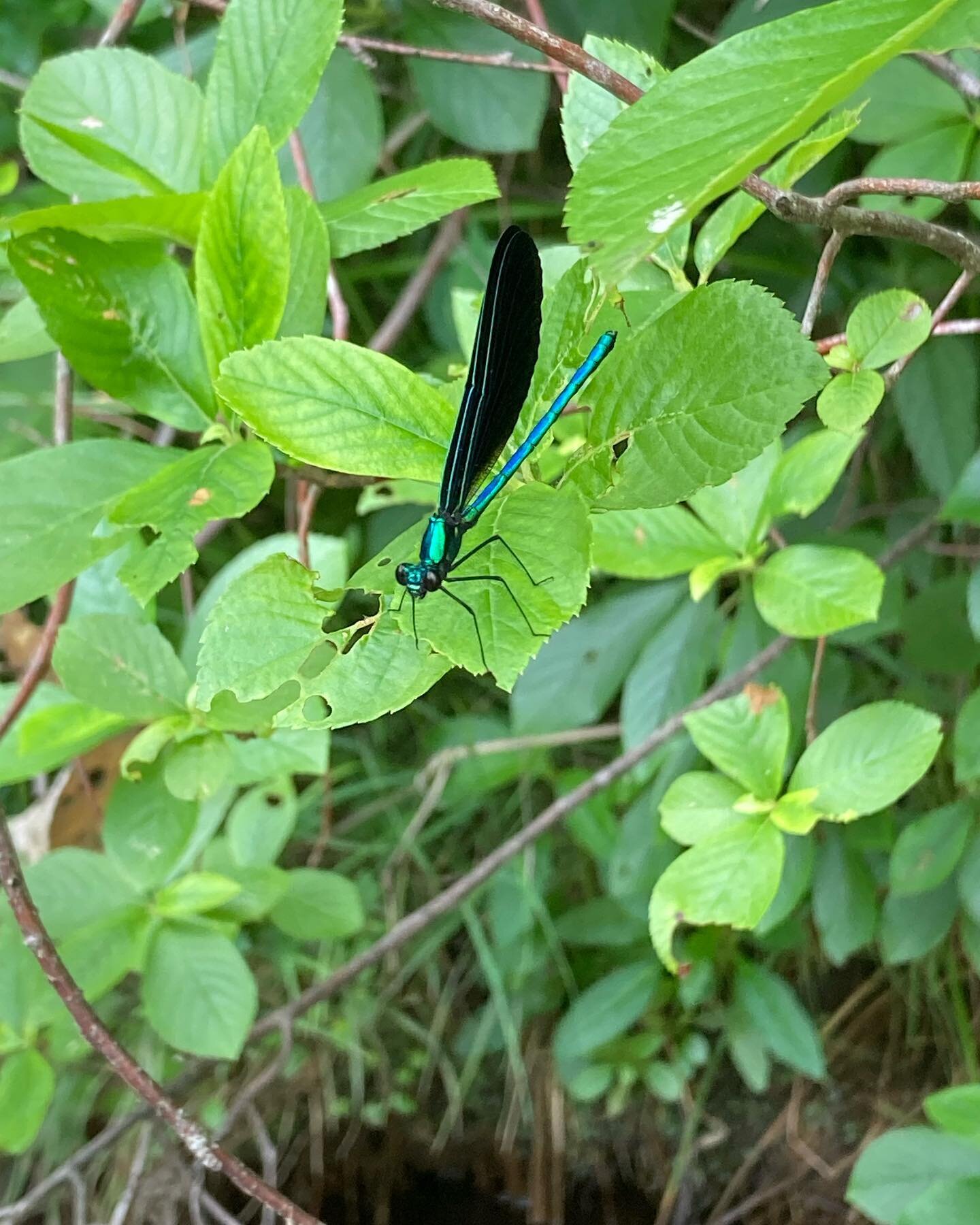 Eco forestry example: as part of keeping the stream environment healthy for creatures like this ebony jewelwing, we planted stinging nettle downslope from a horse paddock abutting our forest. The paddock sheds high levels of nitrogen in storms, and s
