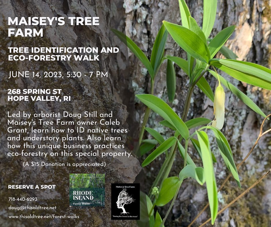 Join us for a woodland walk! June 14, 5:30-7. We&rsquo;ll highlight some key eco-forestry practices and learn about tree identification and ecology with Doug Still of This Old Tree.  DM or go to www.thisoldtree.net/forest-walks to reserve your spot. 