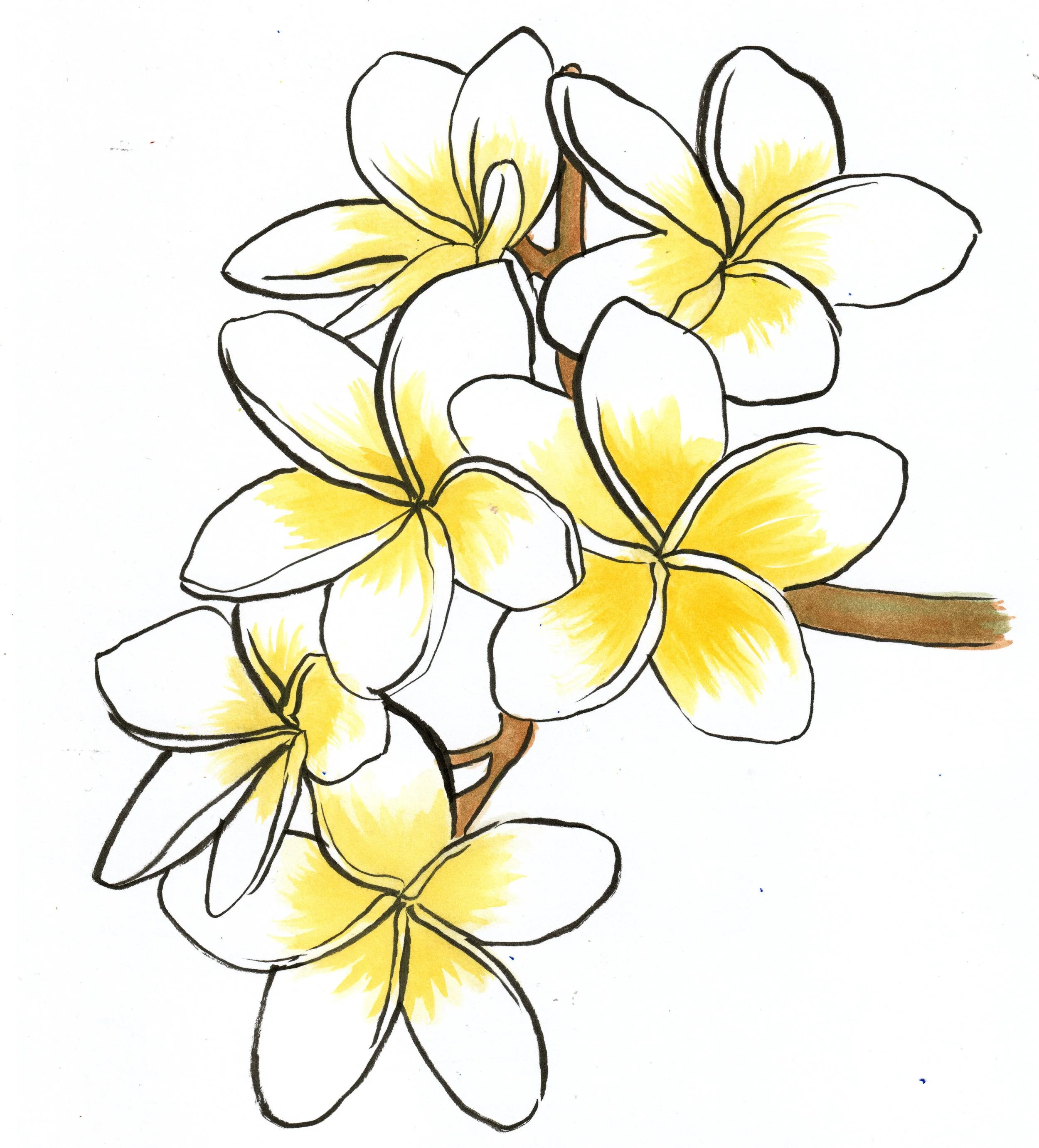Disegno di alcune orchidee gialle e bianche con petali dettagliati e contorni neri, dipinte su uno sfondo bianco.