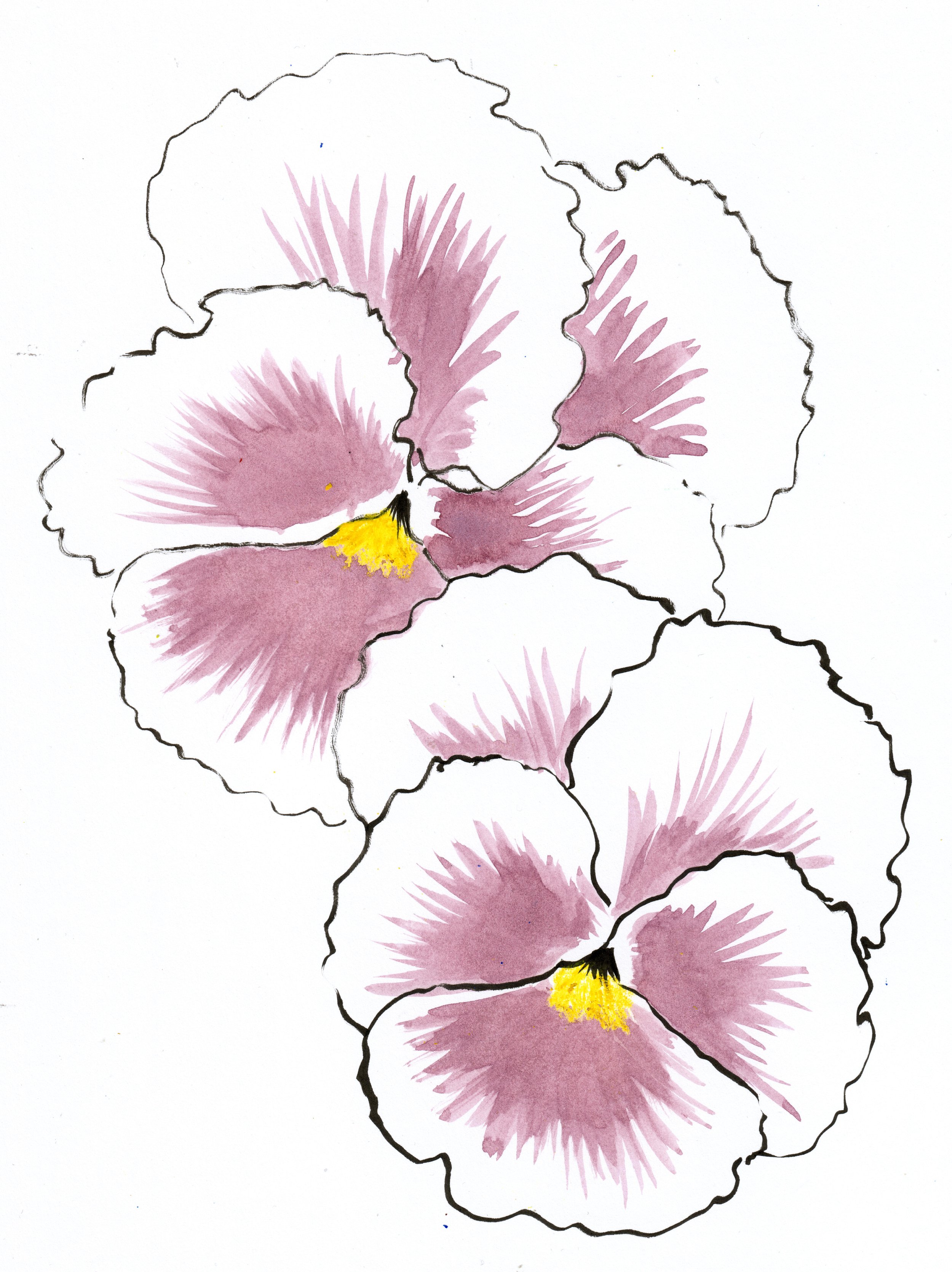 Disegno di fiori di ibisco con petali rosa e centra giallo, contorni neri, su sfondo bianco.