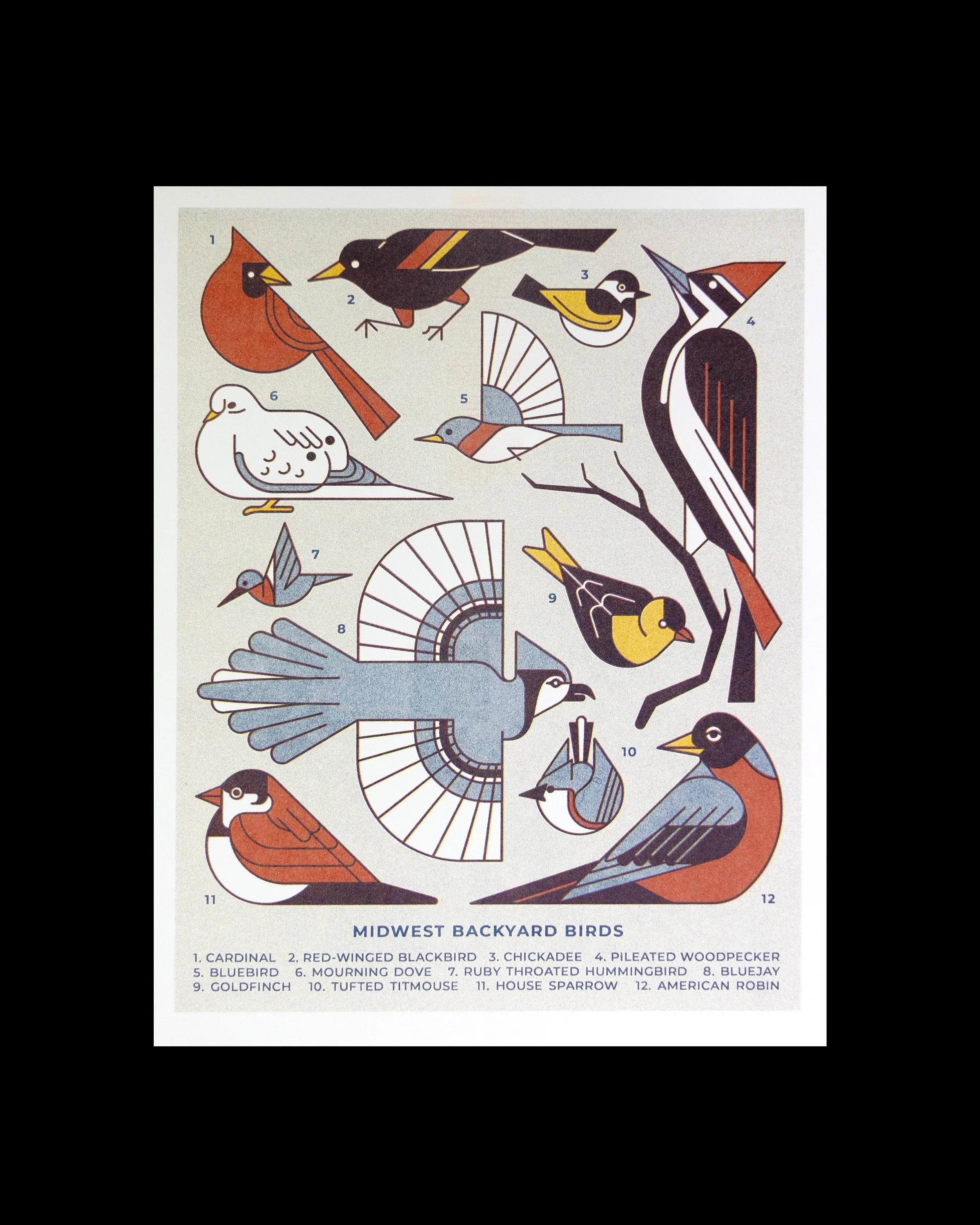 Midwest Backyard Birds Riso_Photos-6.jpg