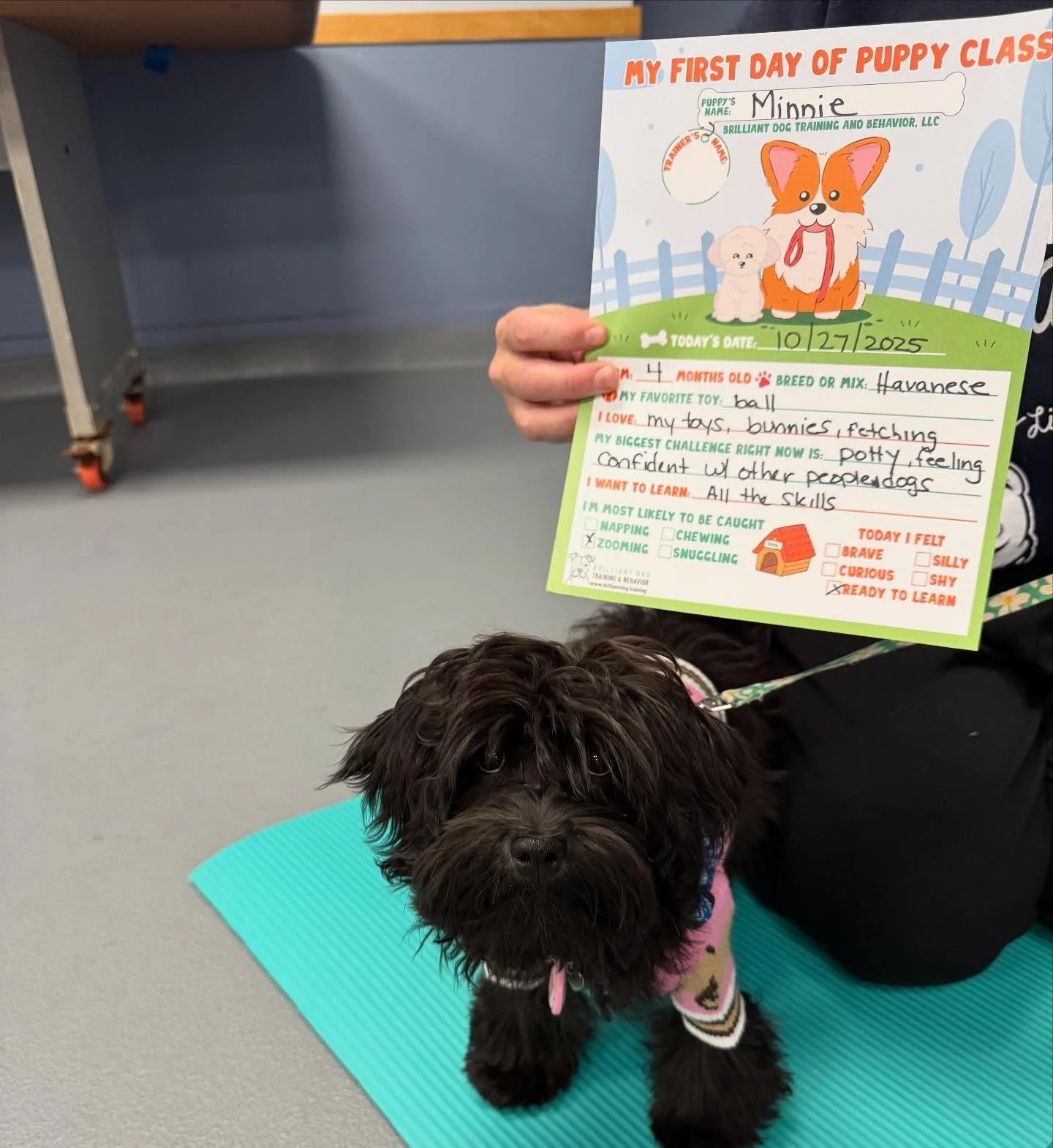 Welcome Minnie &amp; Zoe! 🐶