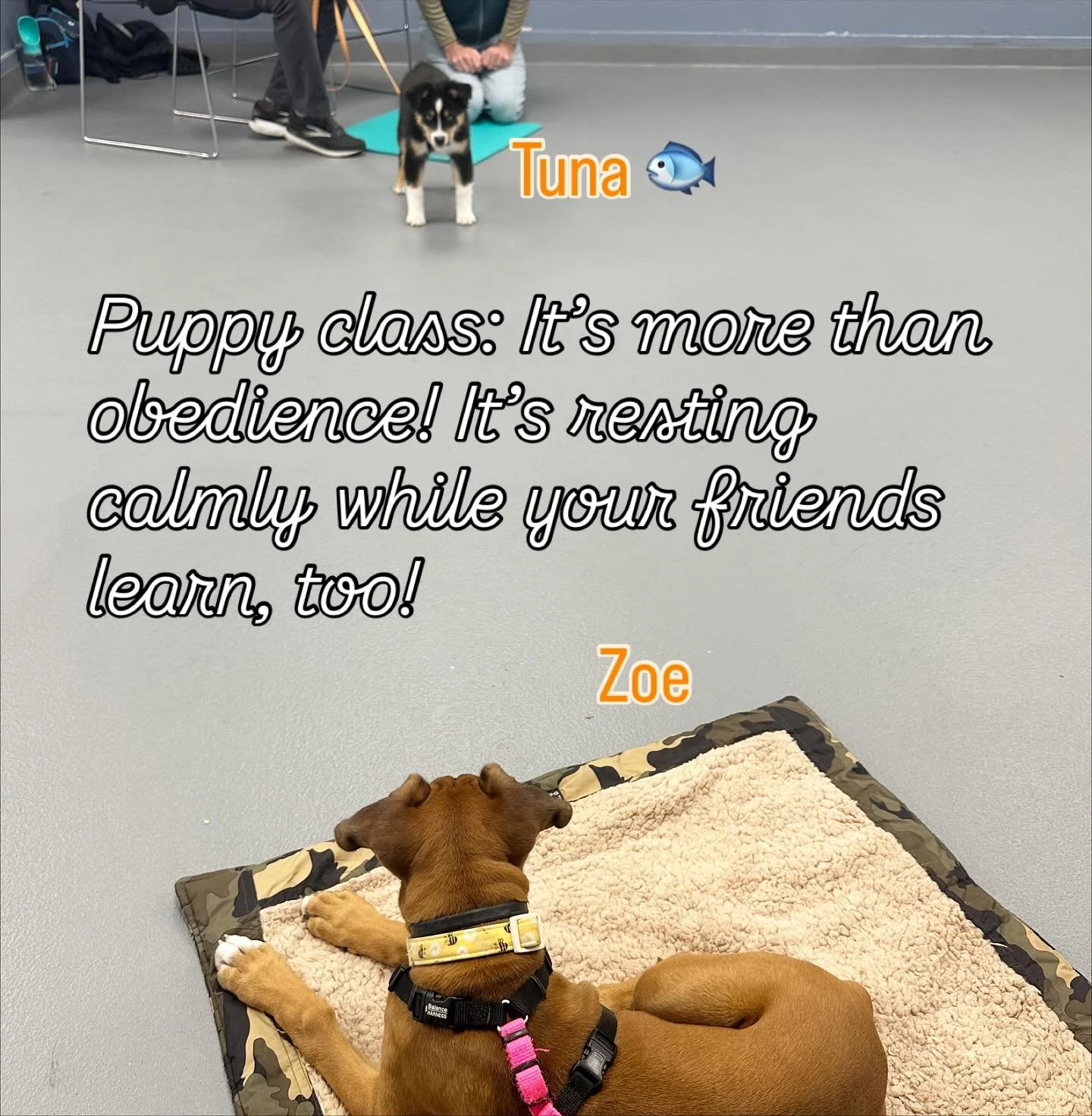 Puppy class isn&rsquo;t JUST for obedience under distractions, although that&rsquo;s a HUGE part of it!  It&rsquo;s also to learn CALM behavior in a space with lots happening!