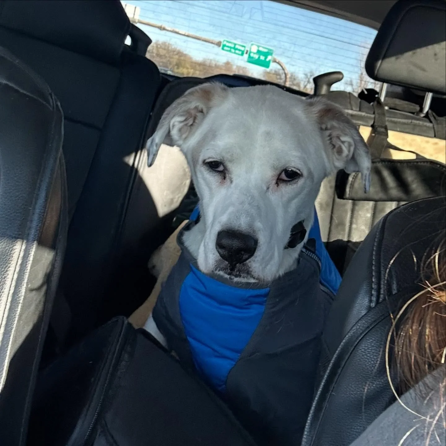 Sam Sam on duty today! He&rsquo;s helping Henry with his reactions to dogs!