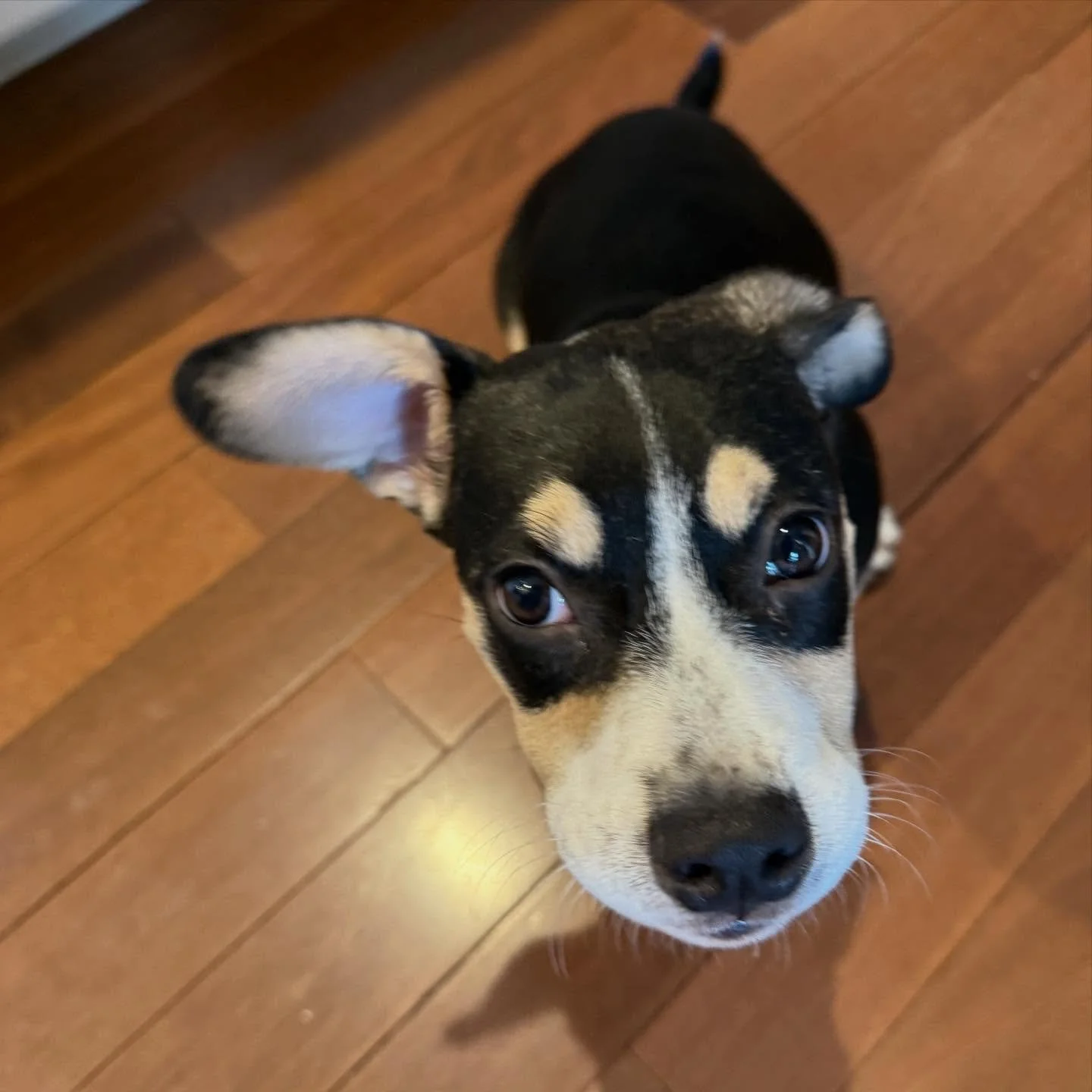 Daphne is keeping her ear open for signs that the big guy in red 🎅 will be coming to see her soon! 🤭