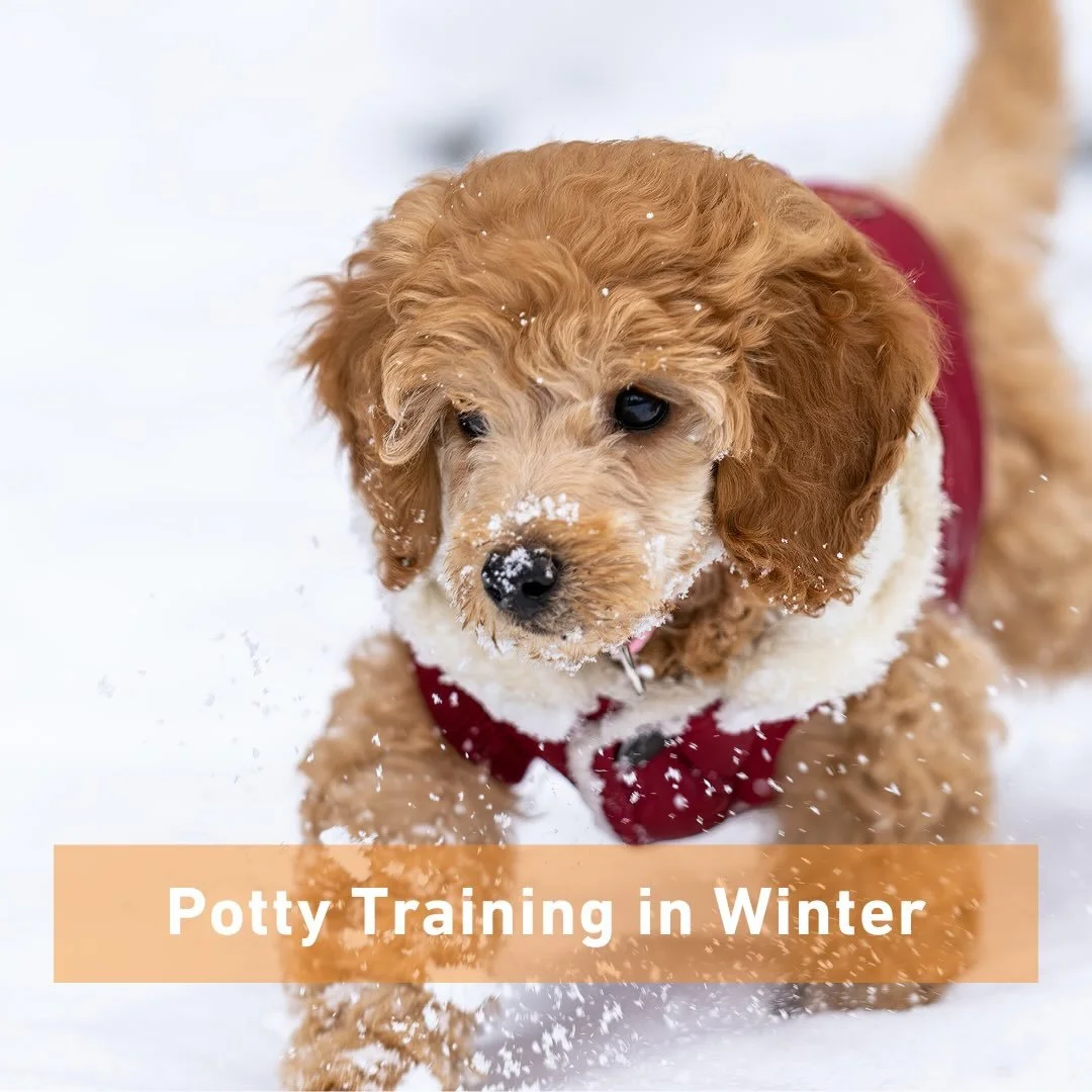 ❄️ Pro Tips for Potty Training Your New Puppy in Winter ❄️

Potty training is challenging enough&mdash;winter weather adds a whole new layer. A little preparation can make a huge difference in your puppy&rsquo;s success (and your sanity!).

🐾 Be rea