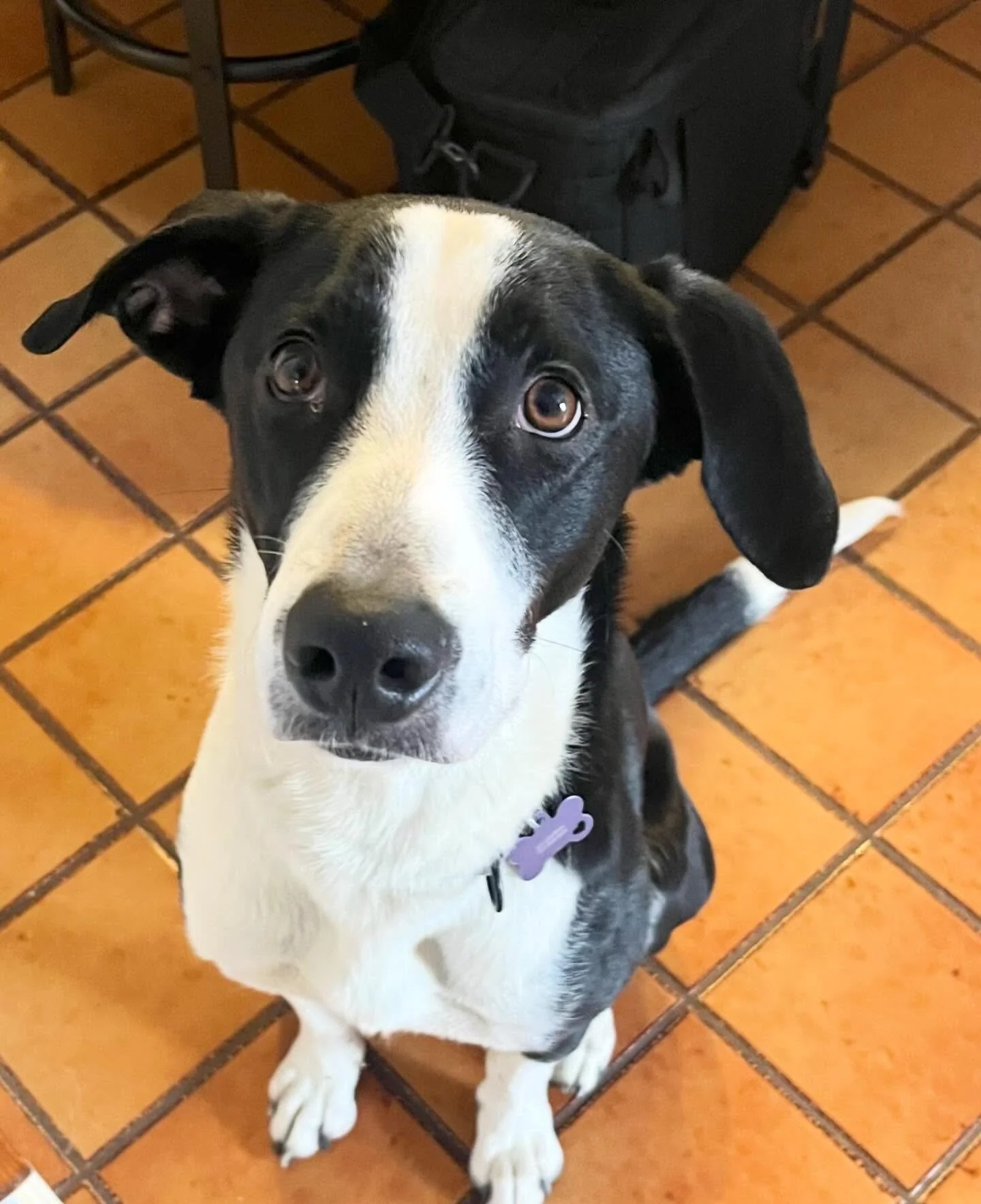 👋 Hi, Miss Charlie!  This sweet girl made a big trip from Puerto Rico to NYC to PHL ! She&rsquo;s well traveled and super sweet!