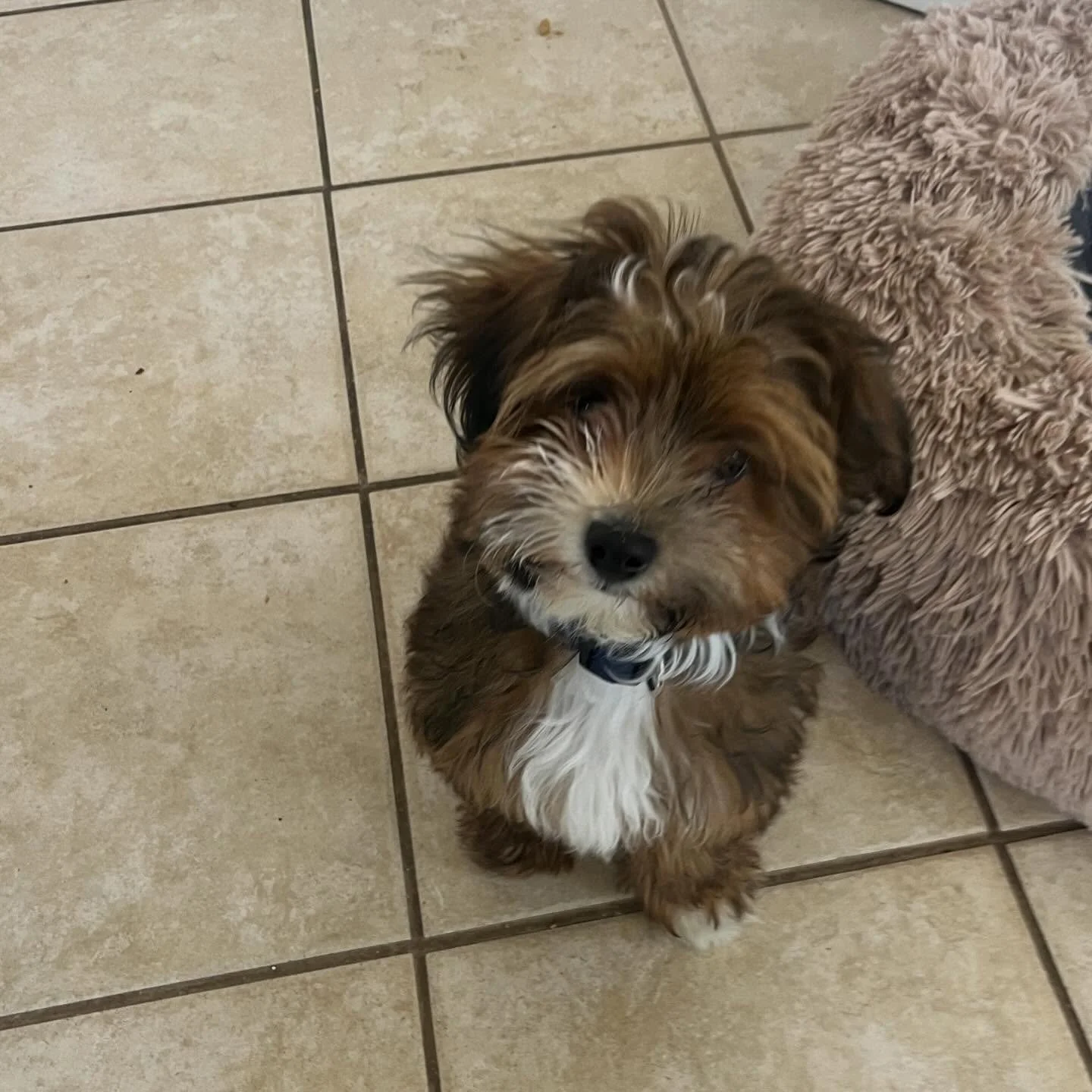 👋 Hello from little Barkley !