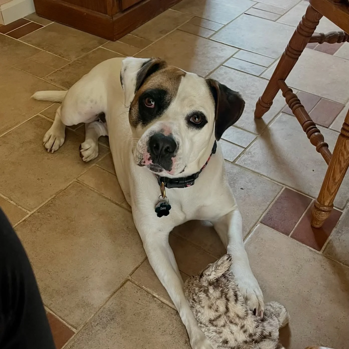 Welcome, Daisy 🌼!