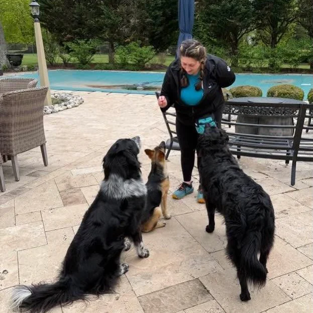 Little Aspen @mainlineanimalrescue  @pspca  learning her cues! Her brothers believe their name is also ASPEN! 😂