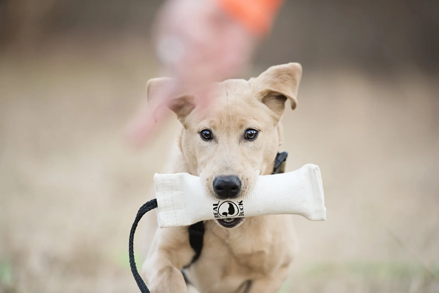 A light tan dog with floppy ears running towards the camera holding a white chew toy in its mouth, outdoors on a blurred background.