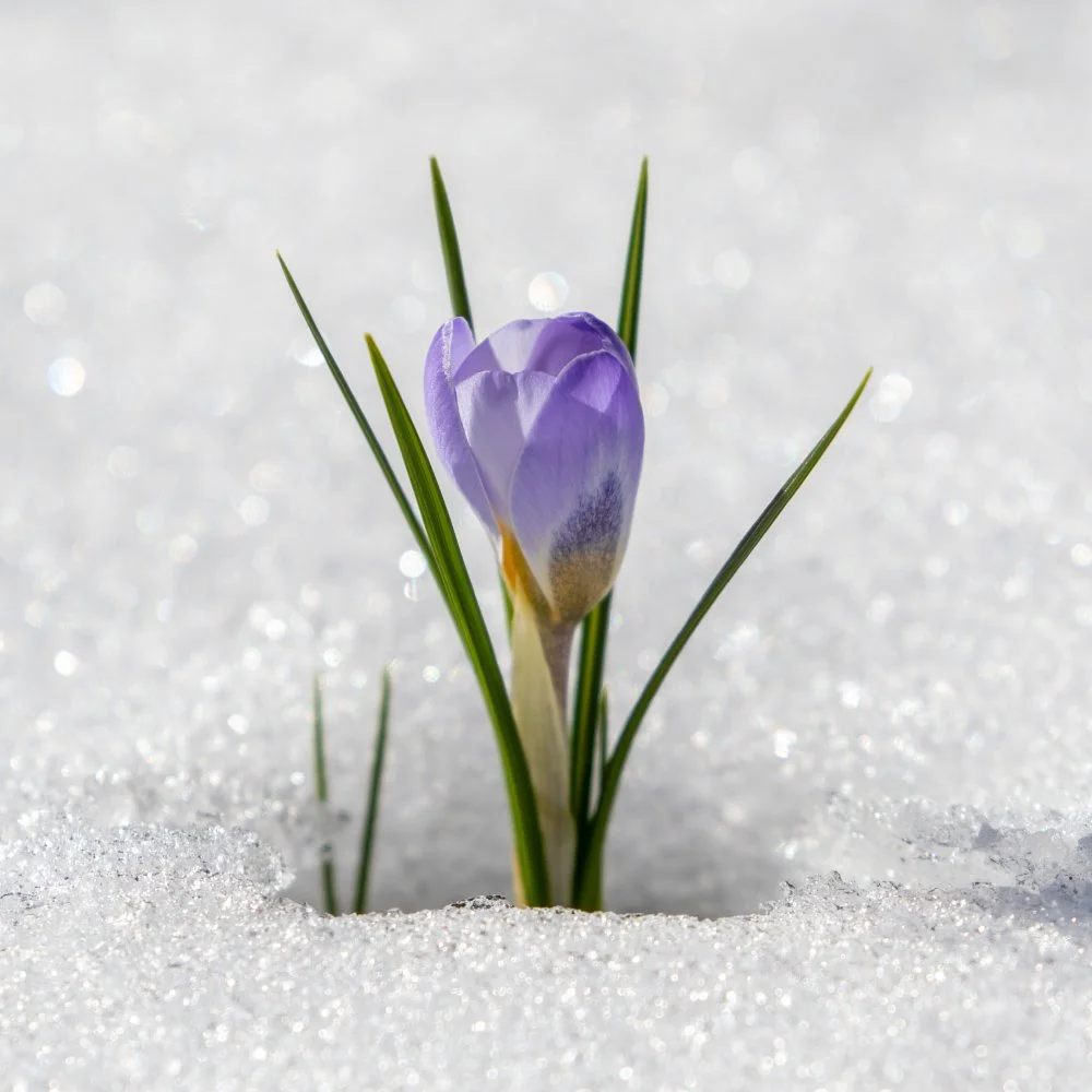 How to honor Mental Wellness Month in January