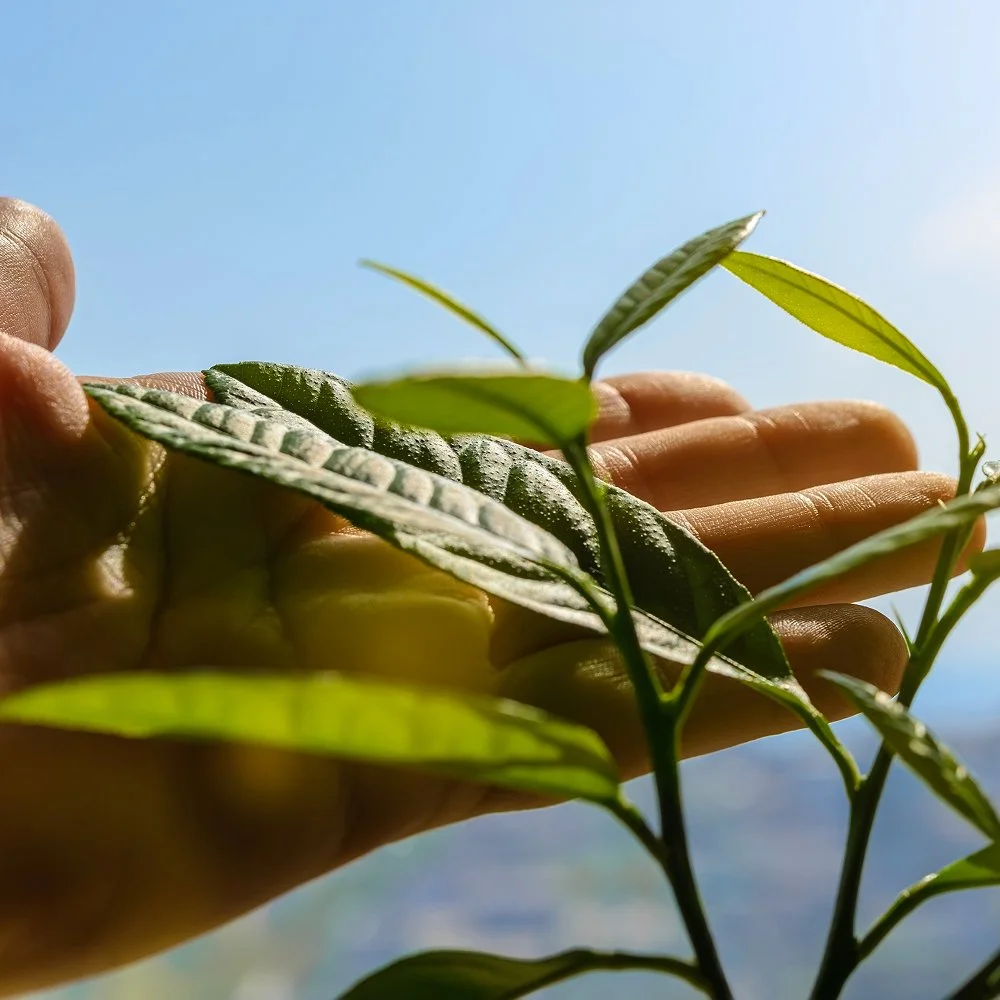 How to celebrate Earth Day: 8 ways to take part