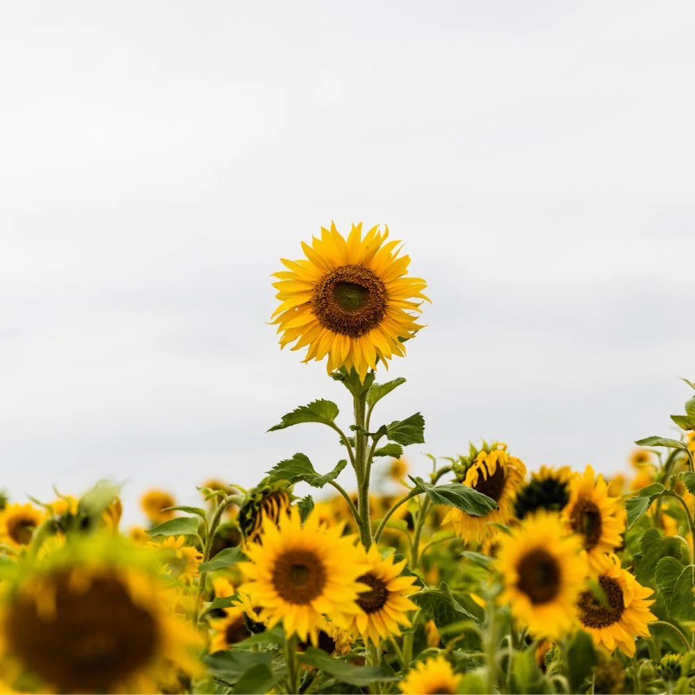 11 ideas to honor and celebrate Teacher Appreciation Week