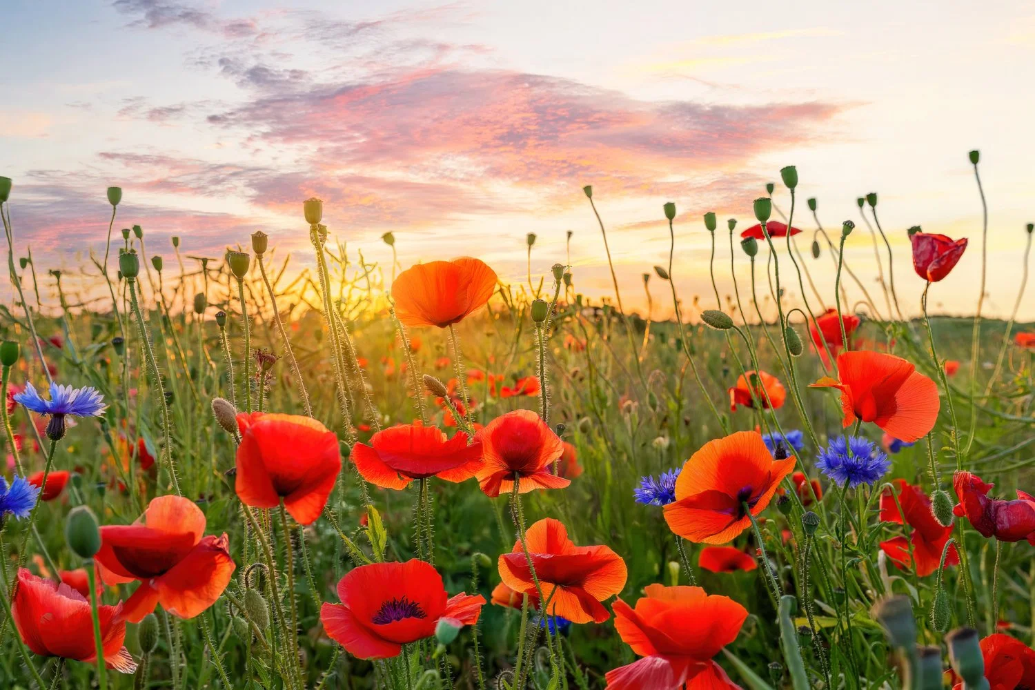 What is the summer solstice? Plus, 8 mindful ways to celebrate