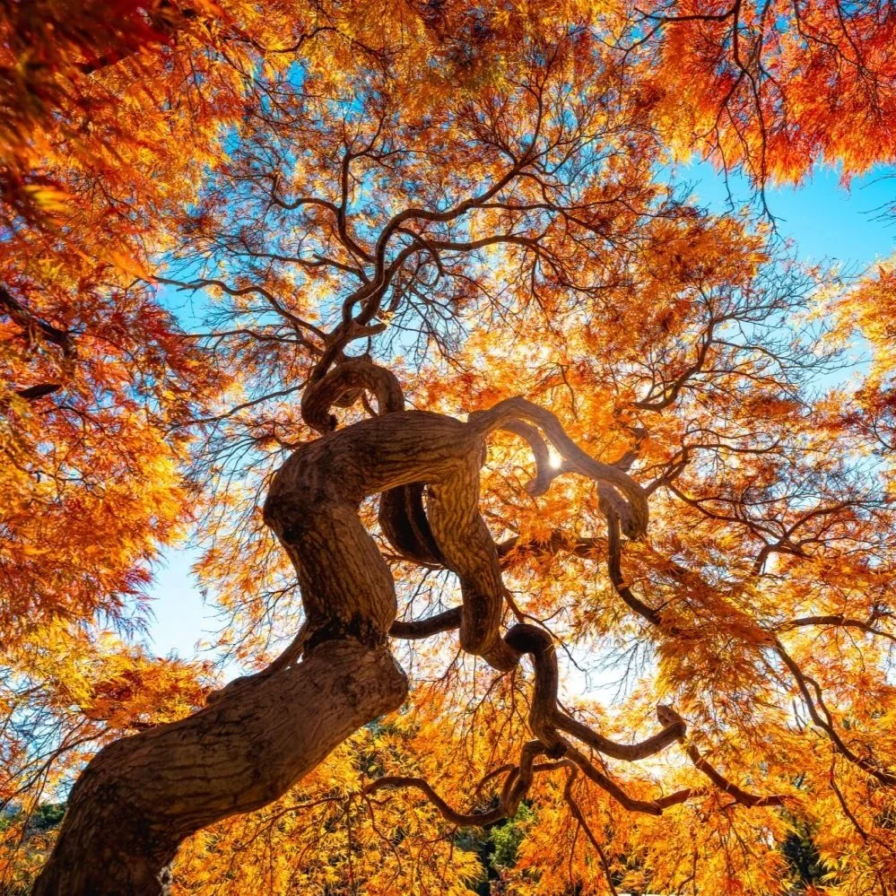 Fall equinox: what it is and 7 ways to embrace it