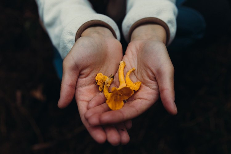 What are adaptogens, and do they actually work? — Calm Blog