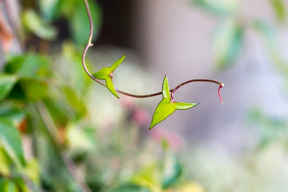 How to build (or encourage) a growth mindset at your workplace — Calm Blog