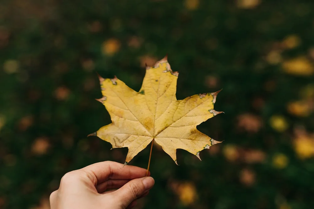 How the “October theory” can help you reset your goals and habits ...