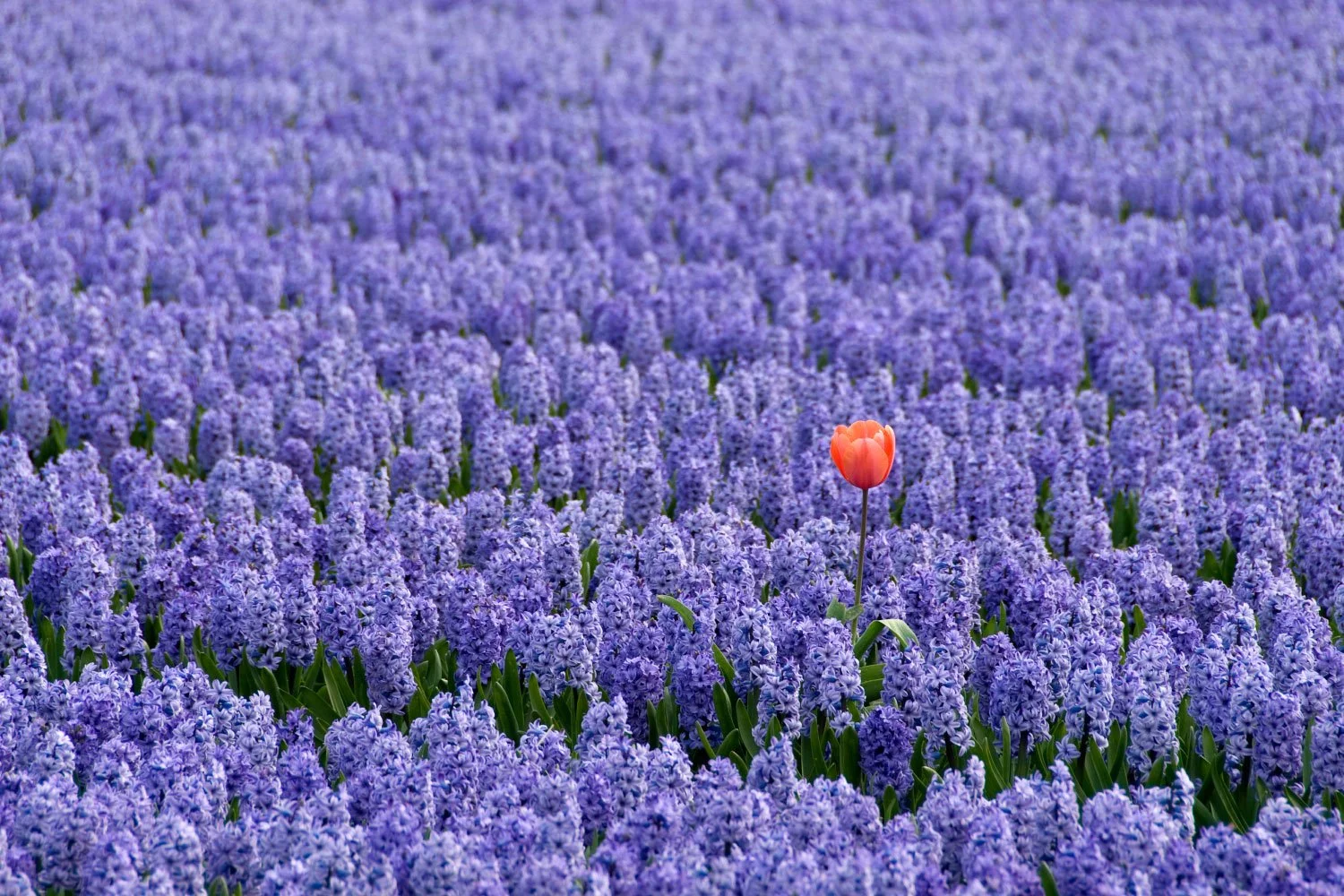 Introvert vs. extrovert: How to tell which one you actually are — Calm Blog