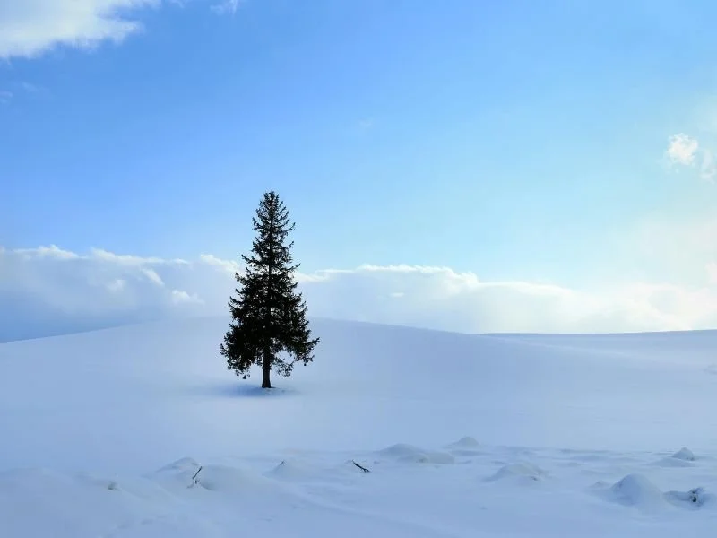 Solitary evergreen tree standing in a vast snowy landscape under a blue winter sky