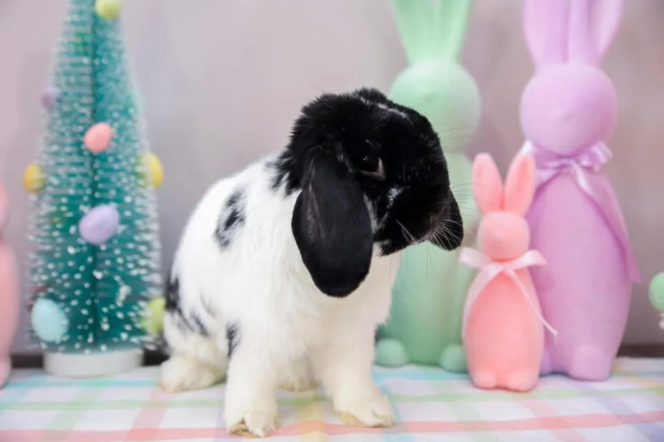 Bonding With Your New Bunny