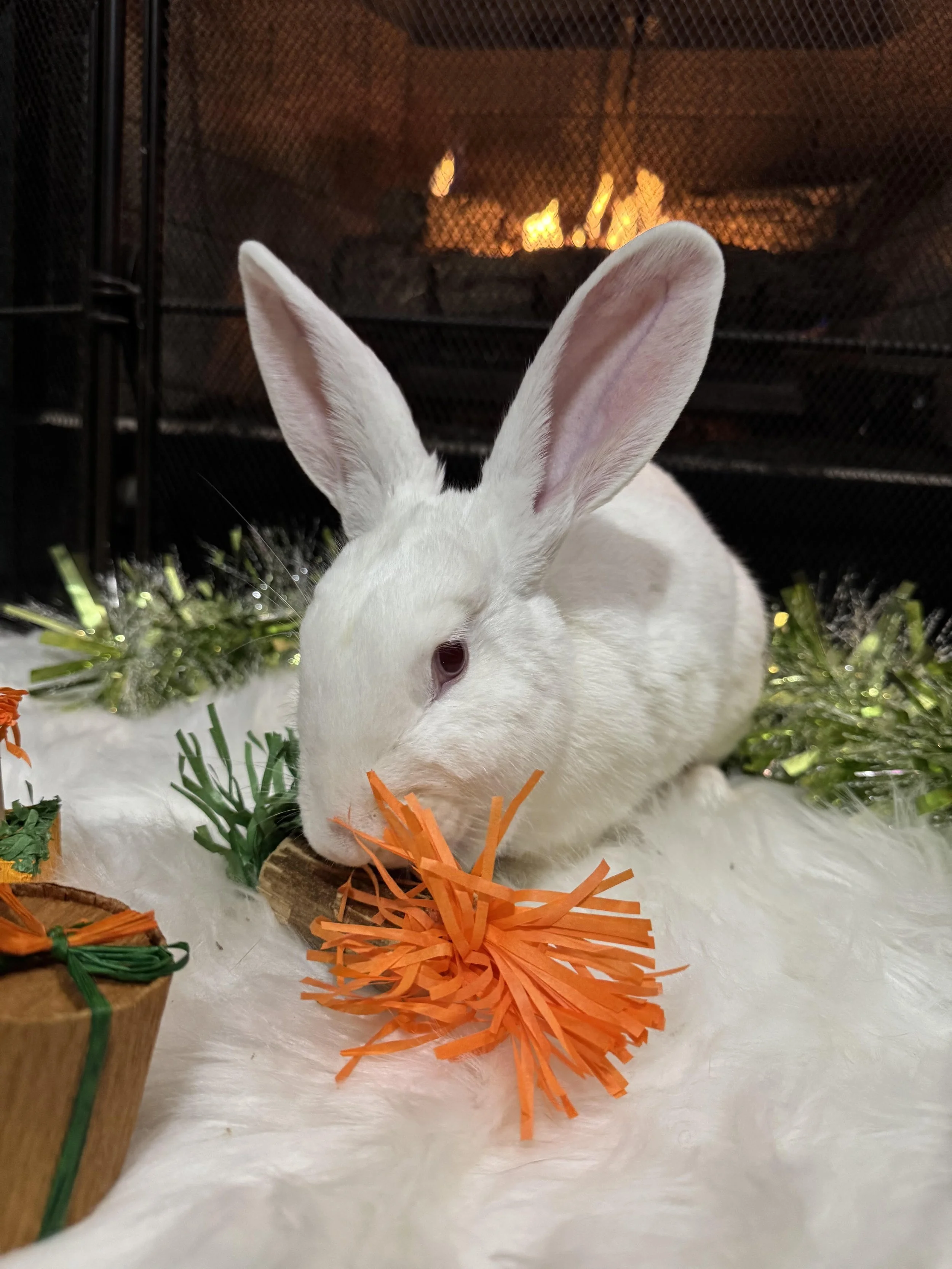 Enrichment for Bunnies