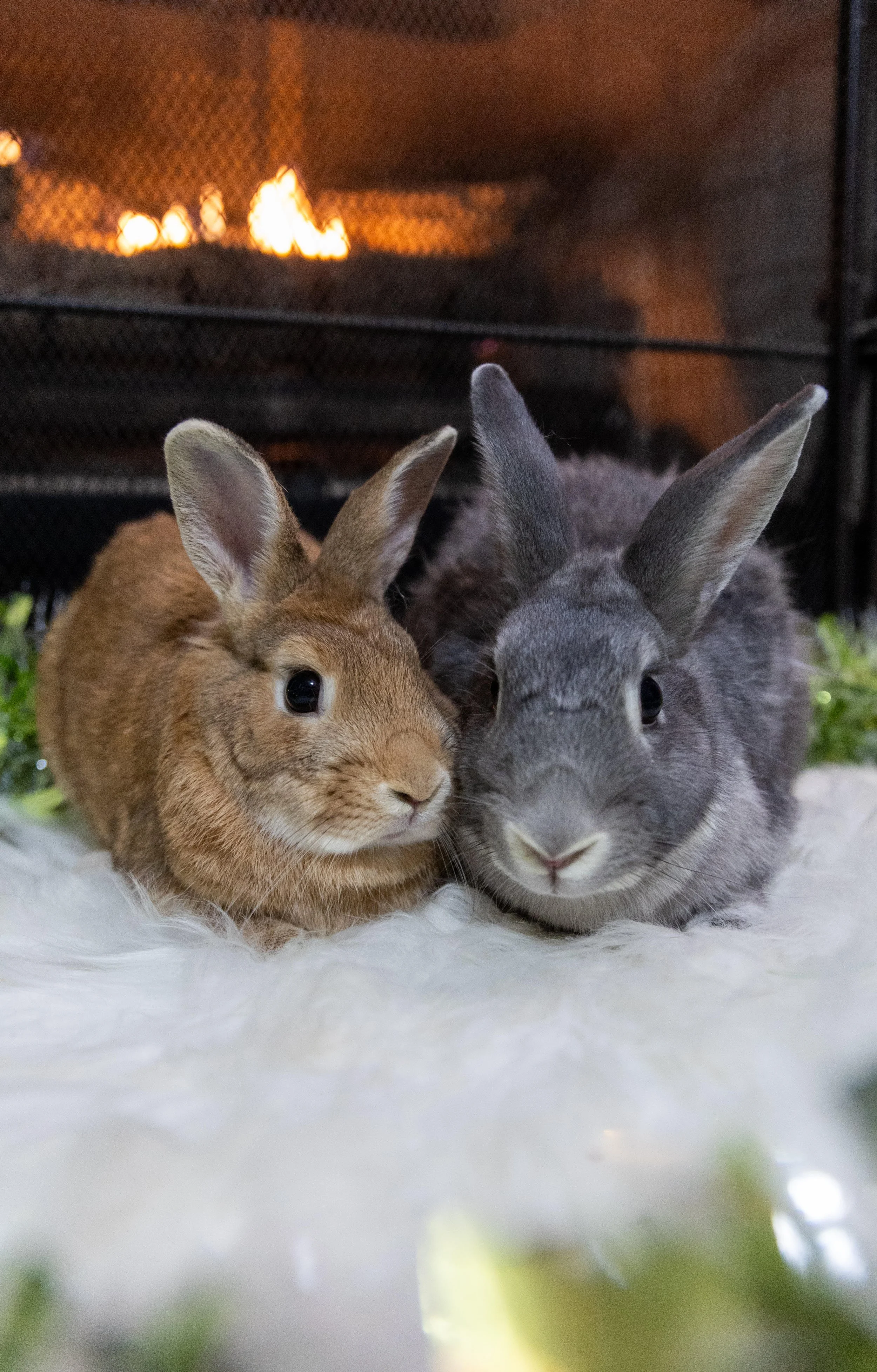 Unamed Rabbit Enrichment for Bunnies — Little Loves Rabbit Rescue and Education