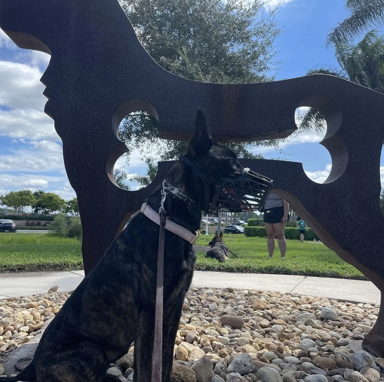 A brindle-coated dog with a muzzle and leash sitting on rocks, looking through a decorative metal sculpture with cut-out shapes, with people and trees visible in the background.