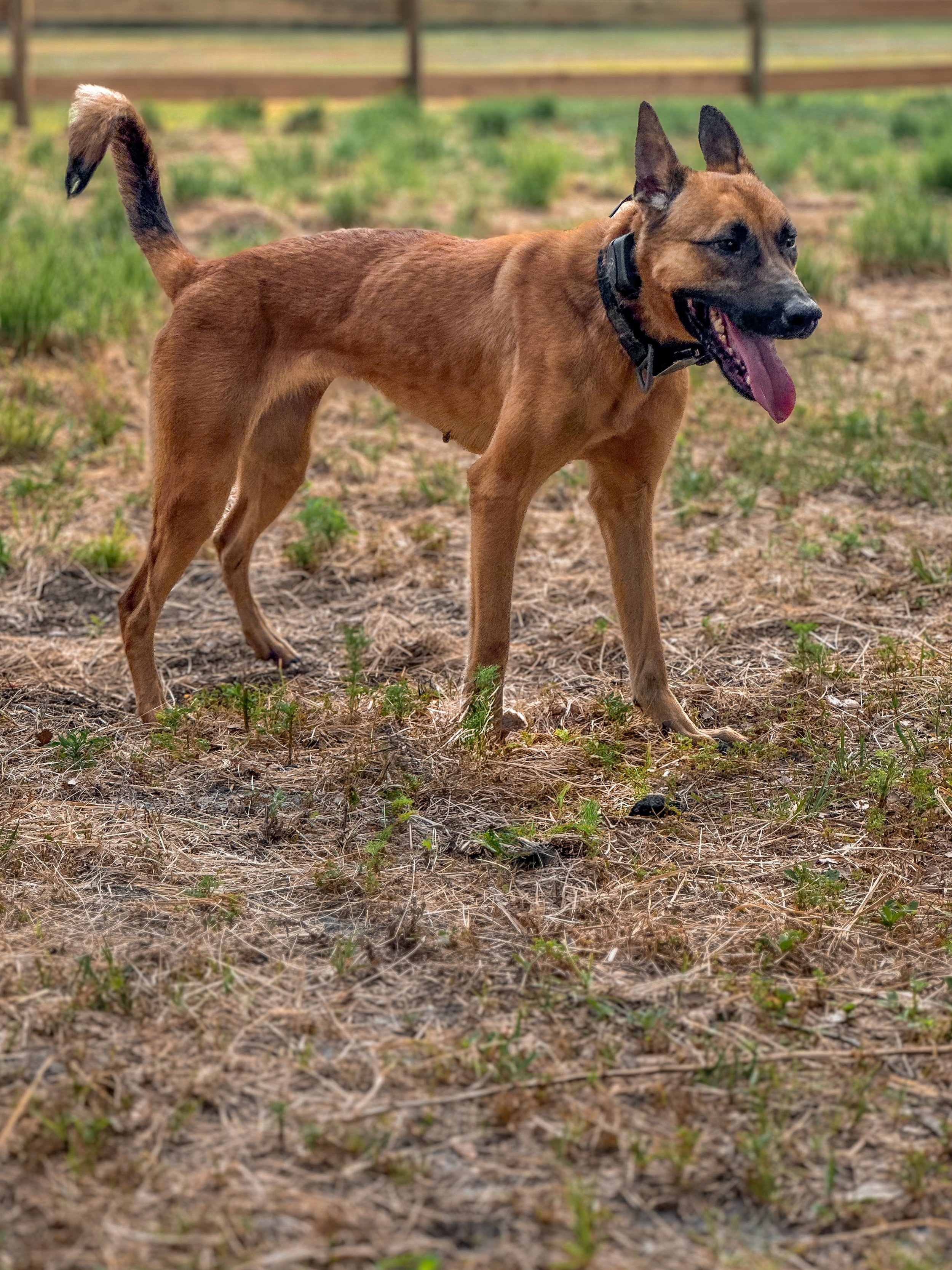 A brown dog with black markings on face wearing a black collar, standing on a patch of dirt and grass with a wooden fence in the background, panting with tongue out.