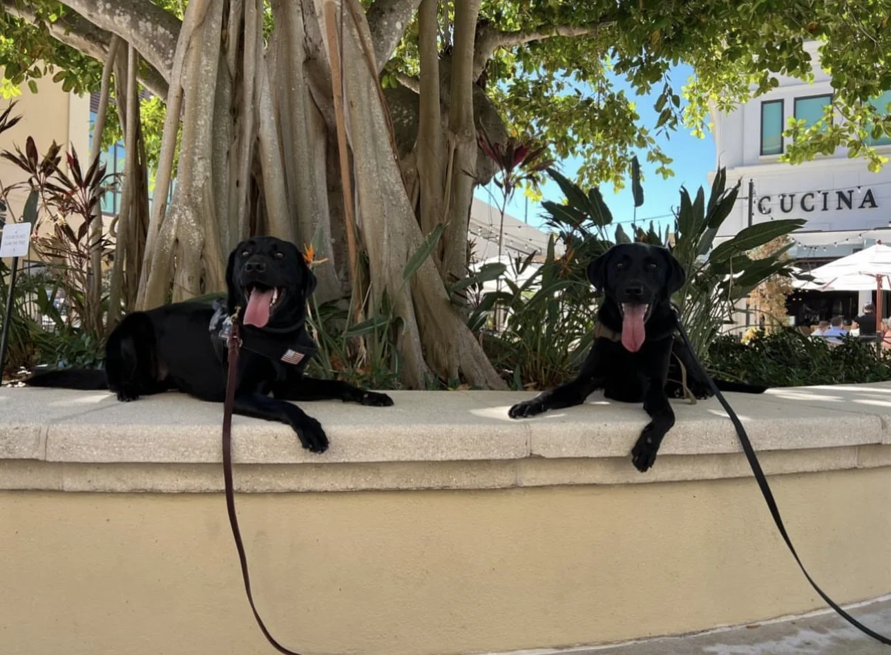 Two black Labrador retrievers with leashes lying on a ledge, in front of a large tree with lush green foliage, in an outdoor shopping area with a restaurant named Cucina in the background.