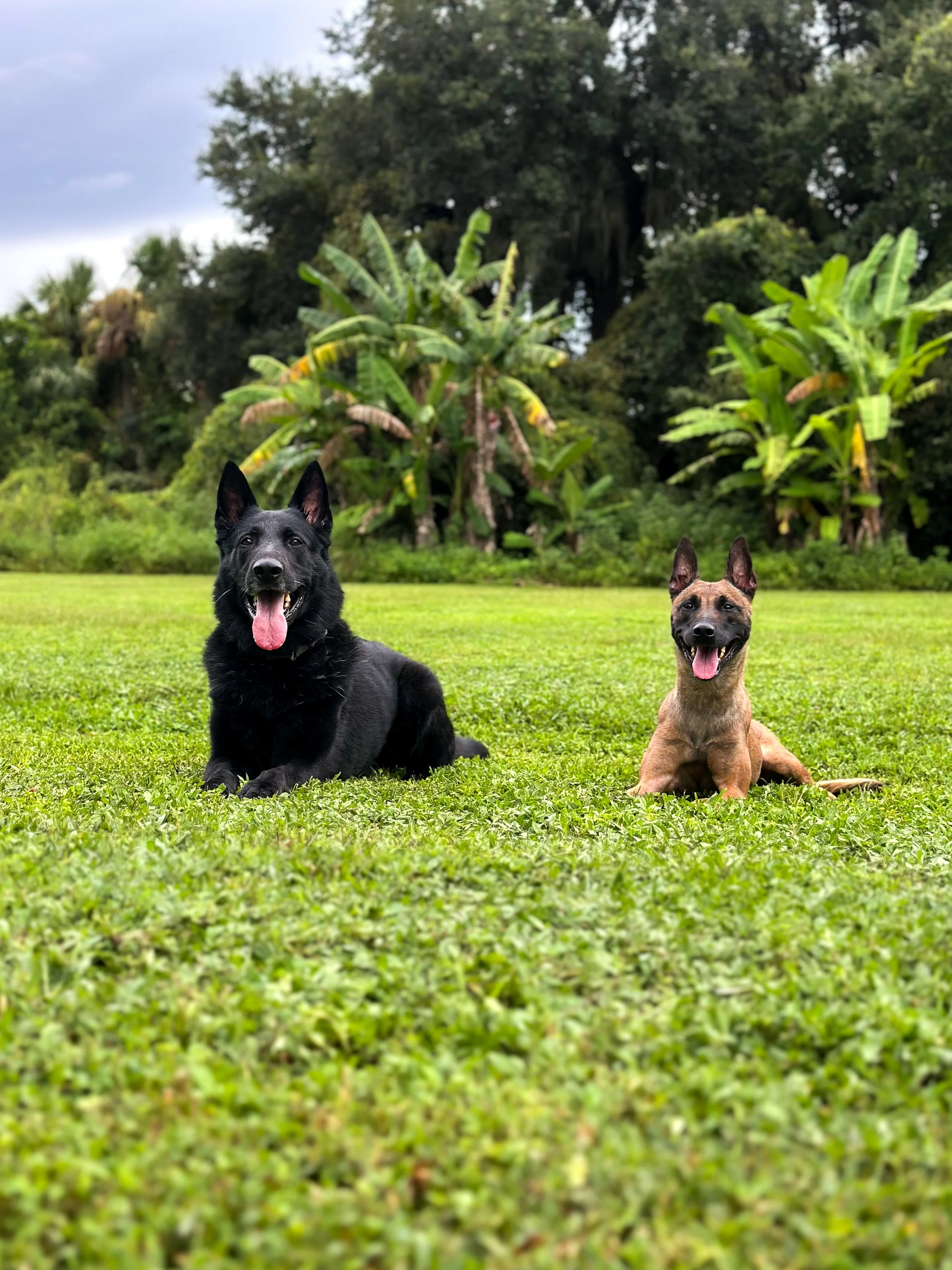 Two dogs, one black and one tan, lying on green grass with lush trees and banana plants in the background.