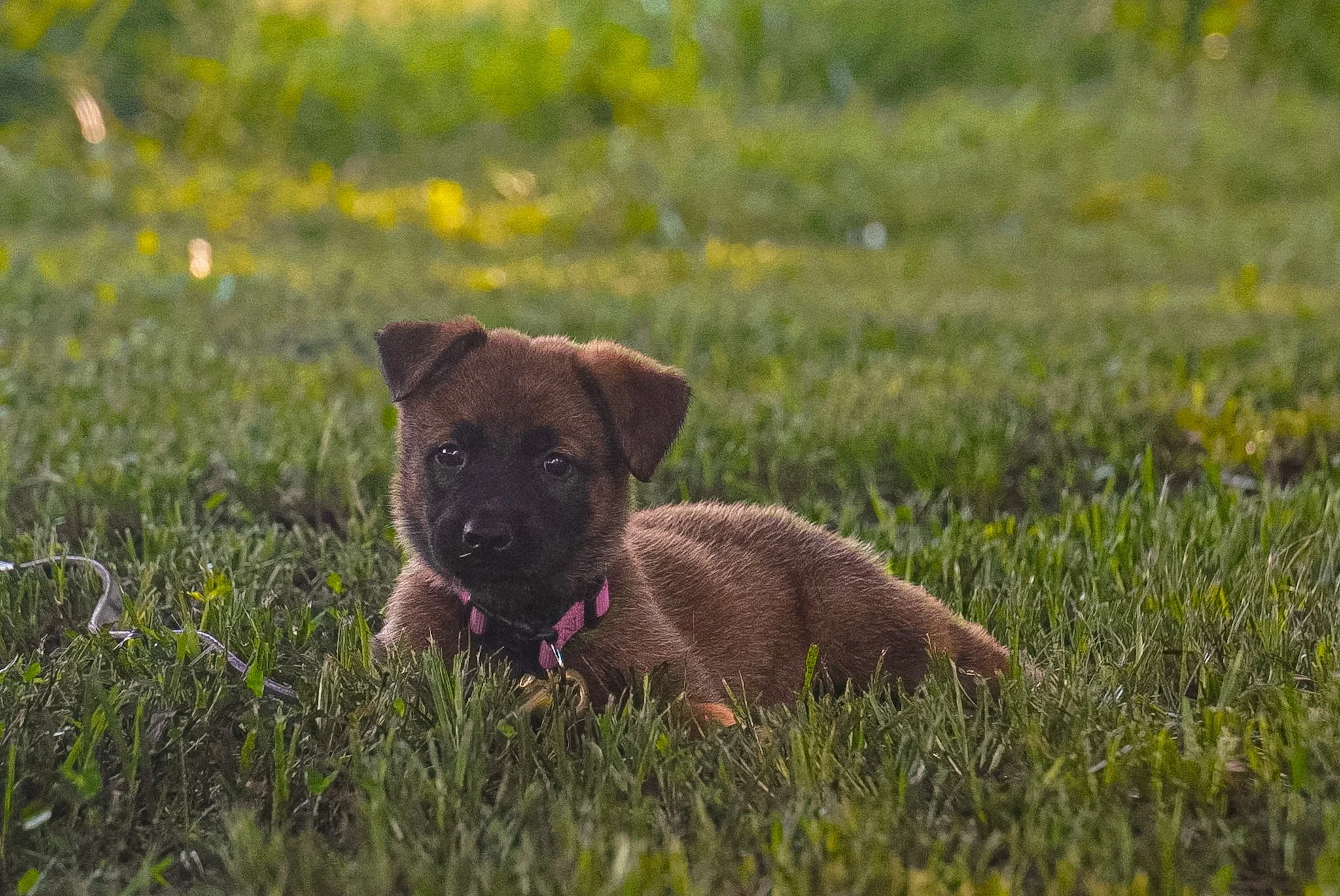 A small puppy lying on green grass in a park-like setting during daytime.