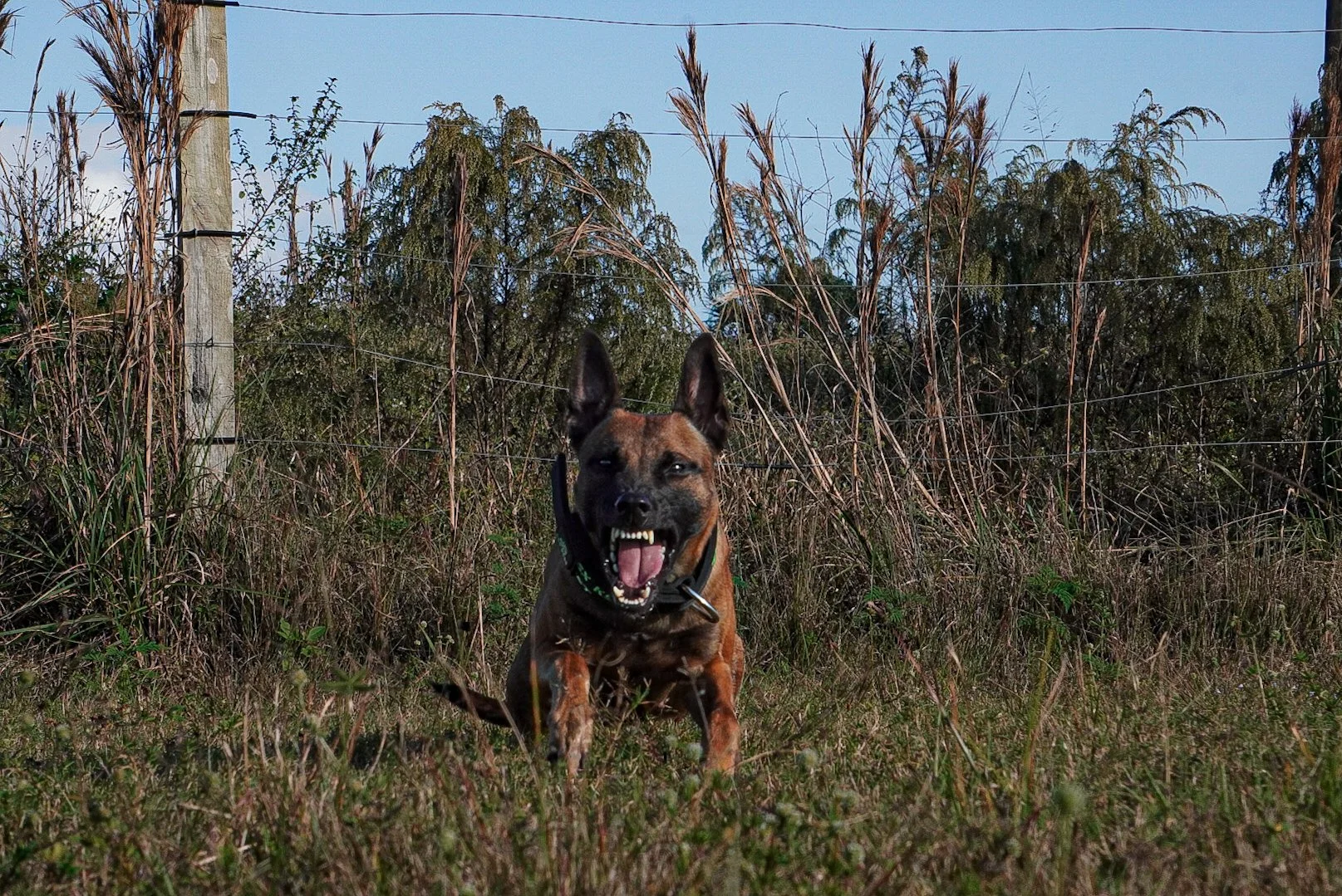 A dog growling or barking in a grassy field, with tall dry grass and trees in the background.