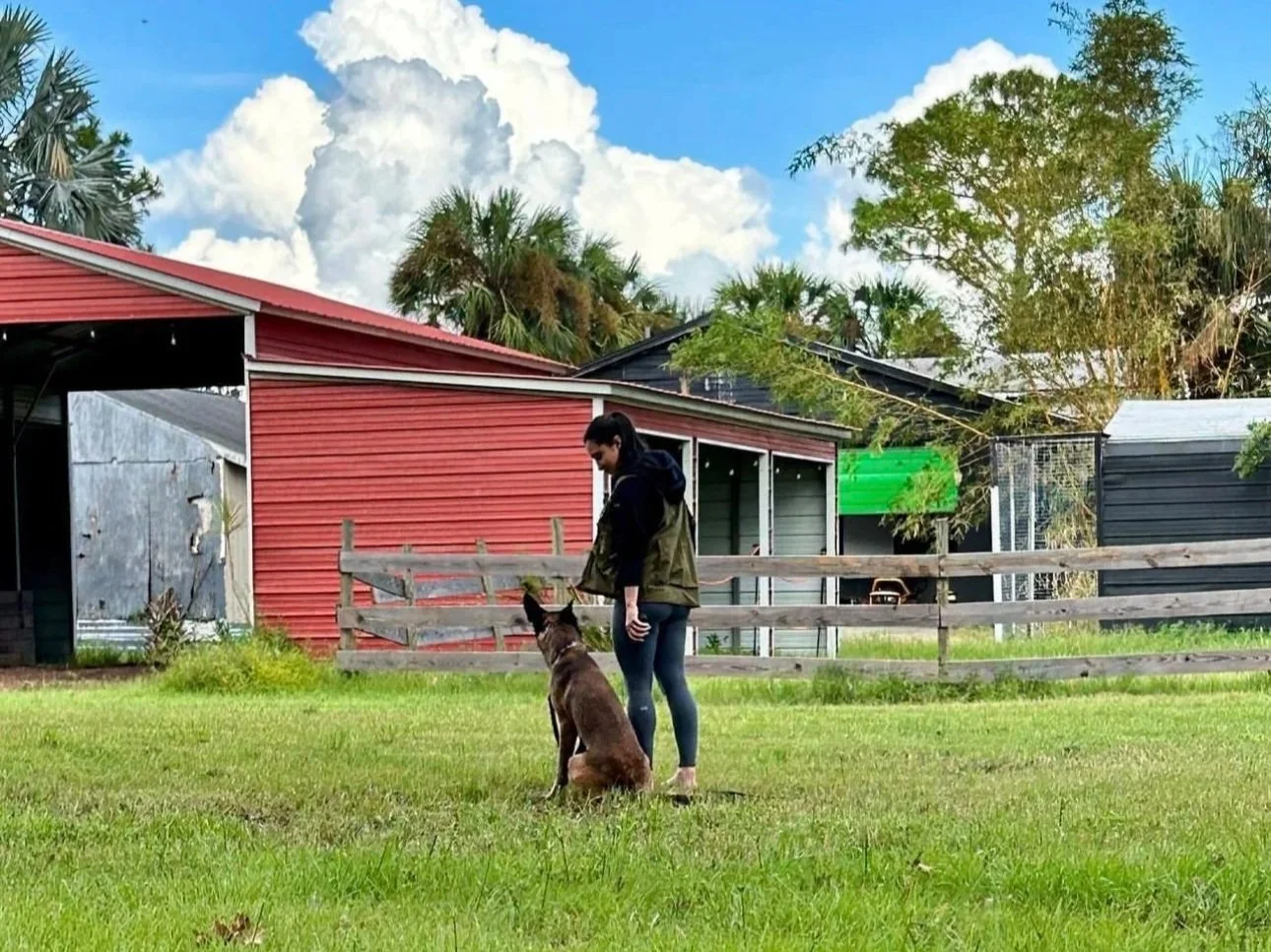 A woman in dark clothing and a green jacket training a brown dog with black markings in an open grassy area near a wooden fence and colorful buildings.